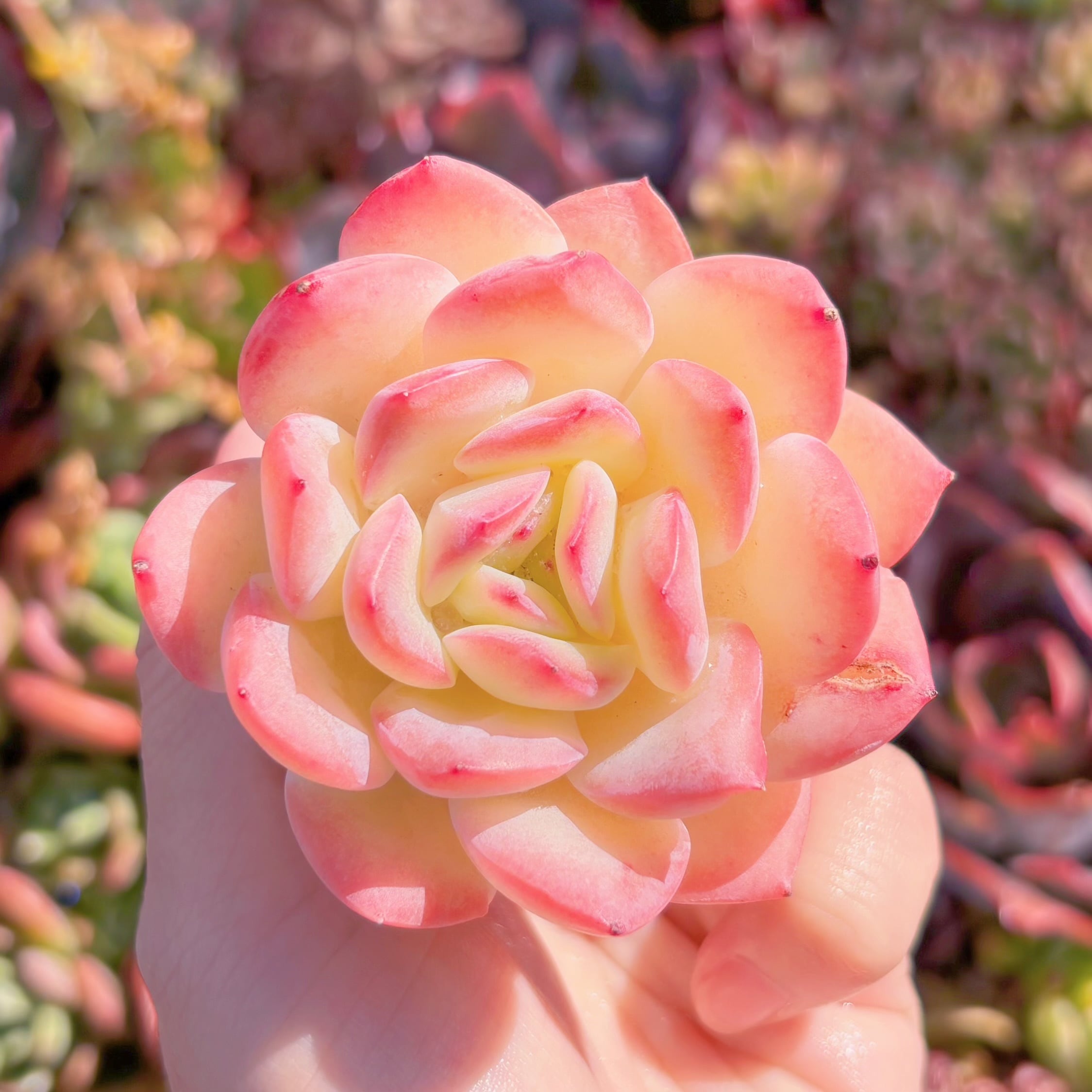 多肉植物　新品種　桜フラペチーノ　新入荷　るる農園