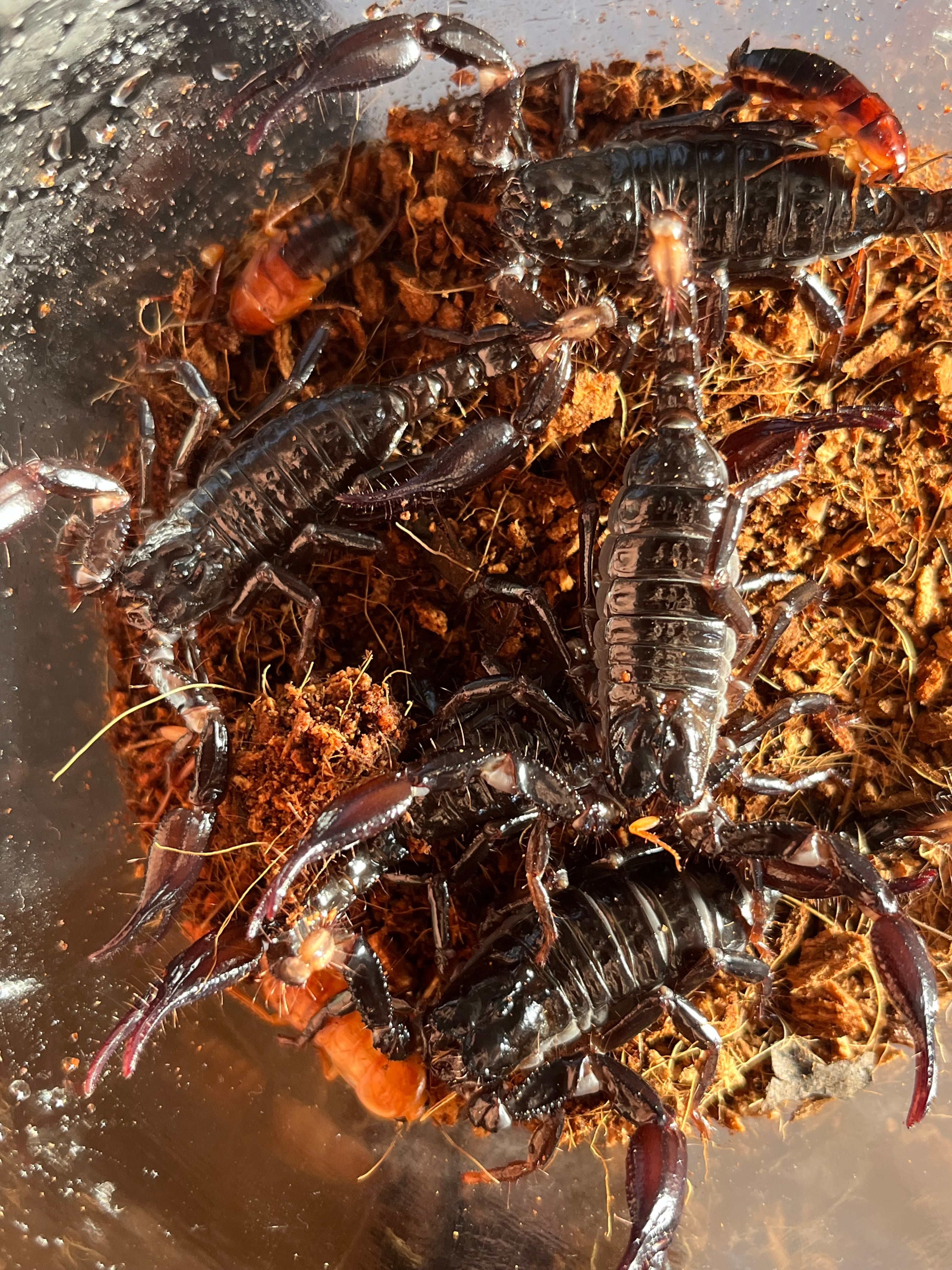 Heterometrus longimanus 成体ペア  アジアンロングクロースコーピオン　チャグロサソリ 57708c1b6f06b811da828f0aa0a0c1