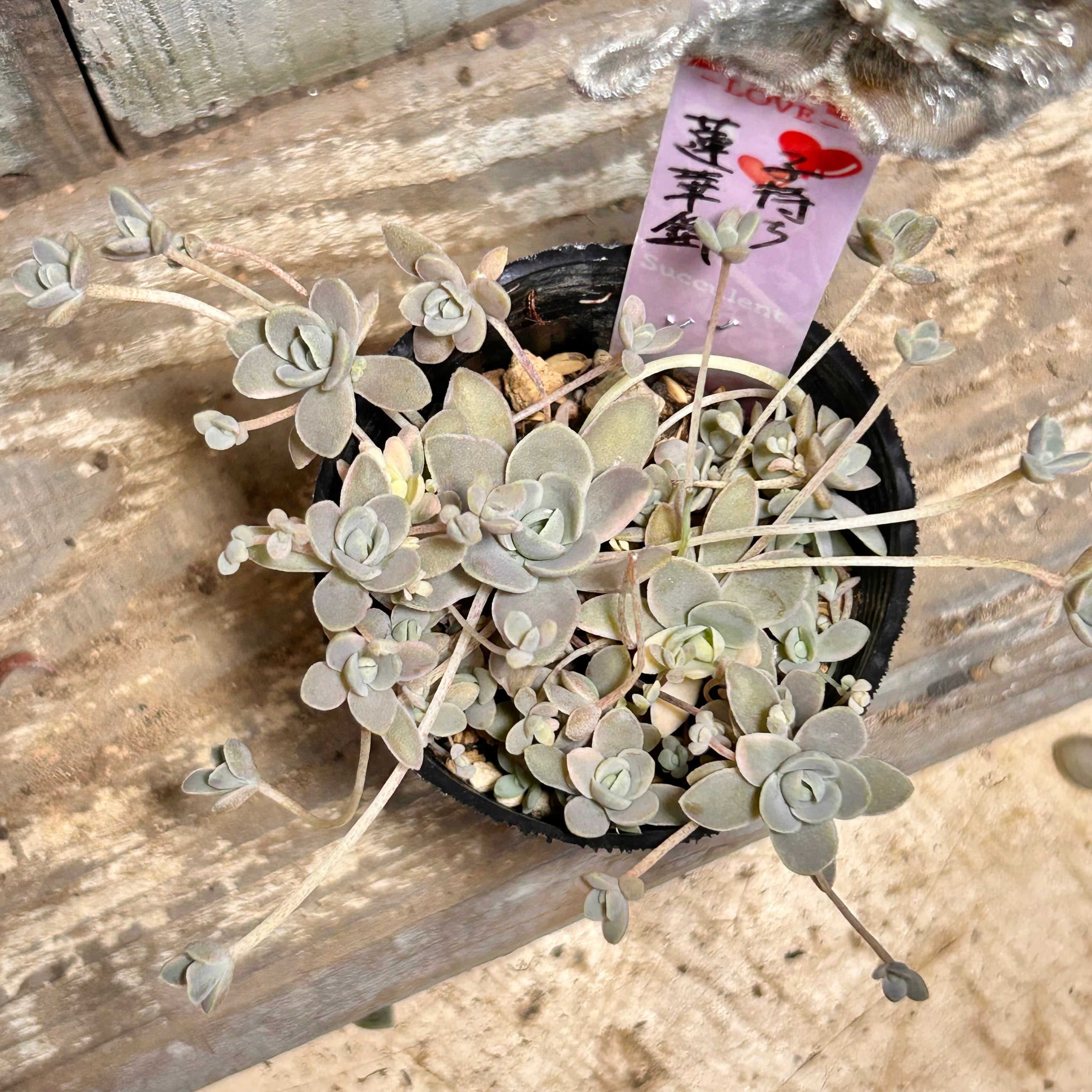 レインナイト | RuPo 多肉植物専門店