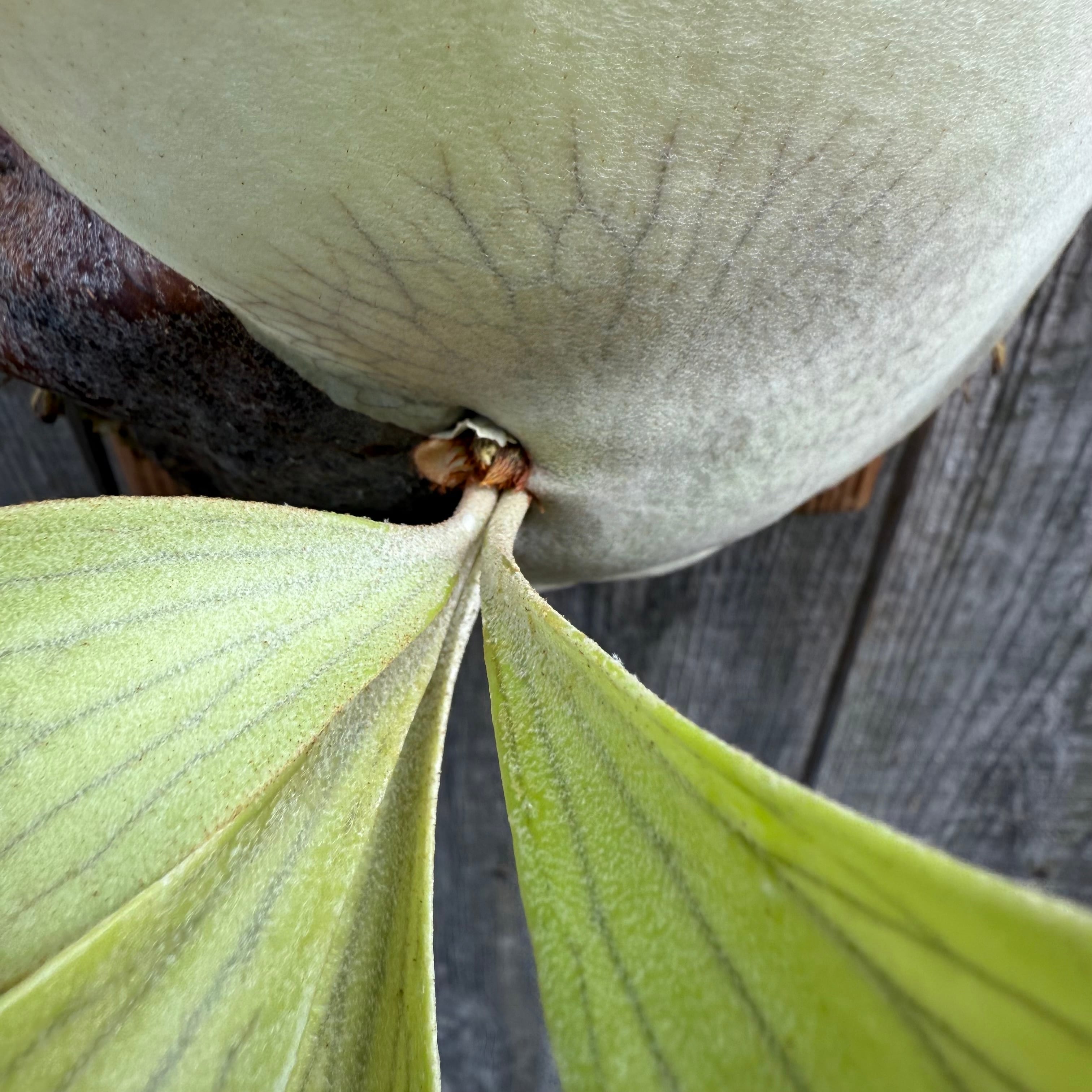 P.hillii Kylin (from Yot) | naturefix