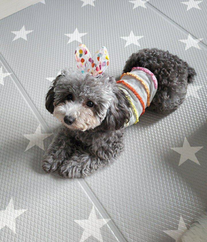 【SALE】 レインボータンクトップ 2color  S ~ XL  /  犬服 新作 可愛い 犬の服 涼しい ドッグウェア お揃い 小型犬 b15