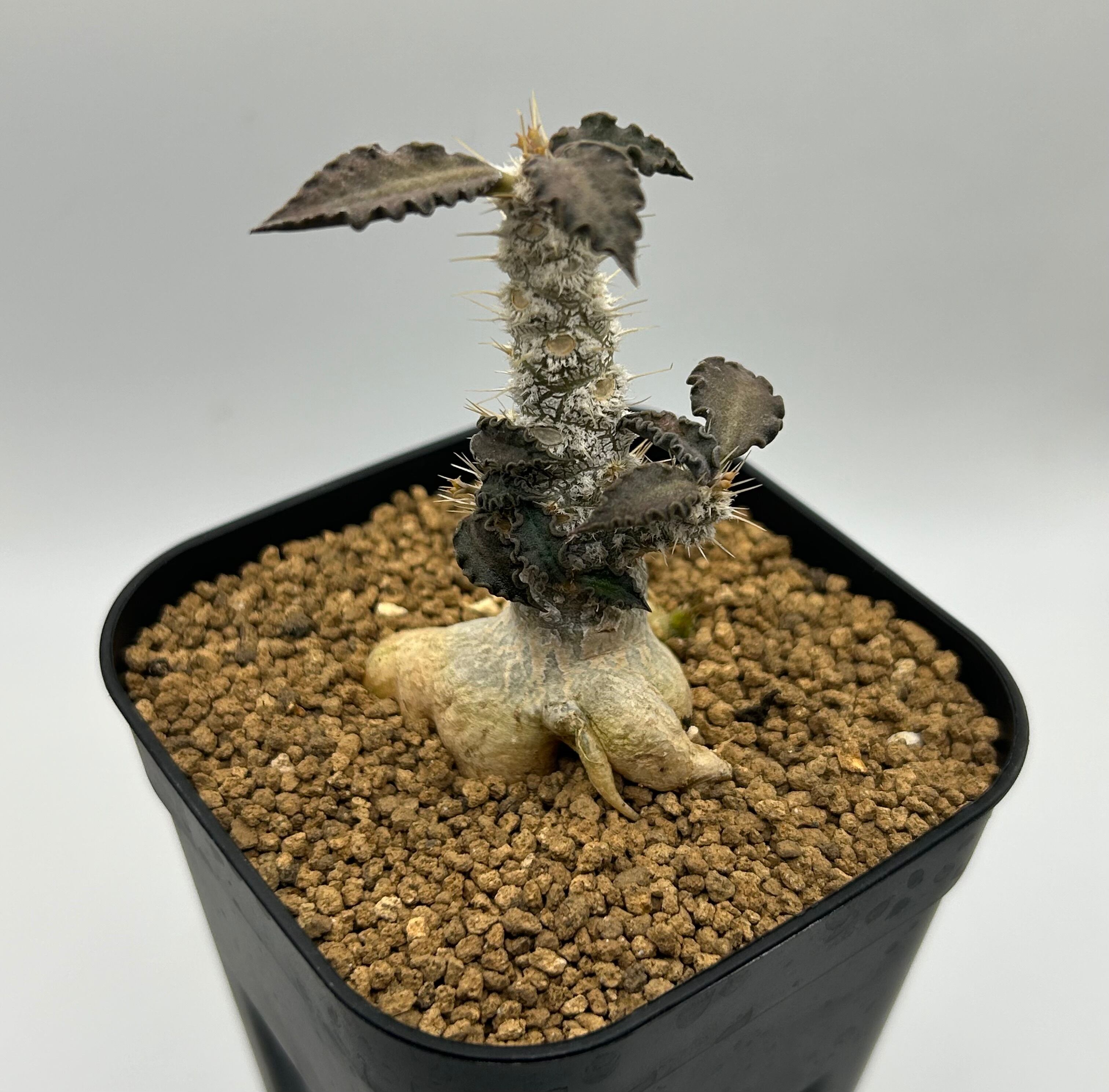 ユーフォルビア トゥレアレンシス 塊根植物 多肉植物 コーデックス ユーフォルビア トゥレアレンシス | Green Enchant【コーデックス