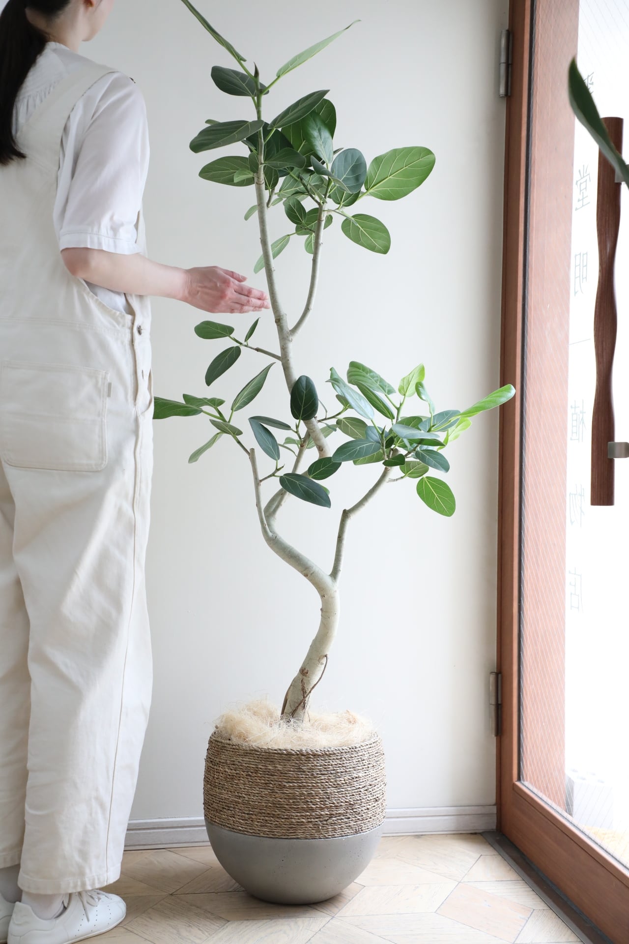 L/150cm】【渋谷区周辺エリア/配送料無料】フィカス ベンガレンシス