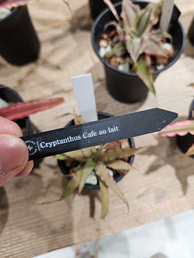 Cryptanthus Cafe au lait 【artPLANTs/PLANTS GARAGE】 クリプタンサス/ブロメリア