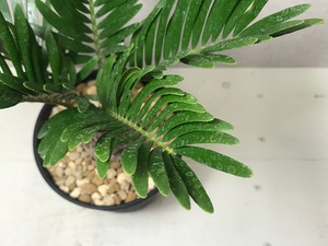 ザミア フロリダーナ
