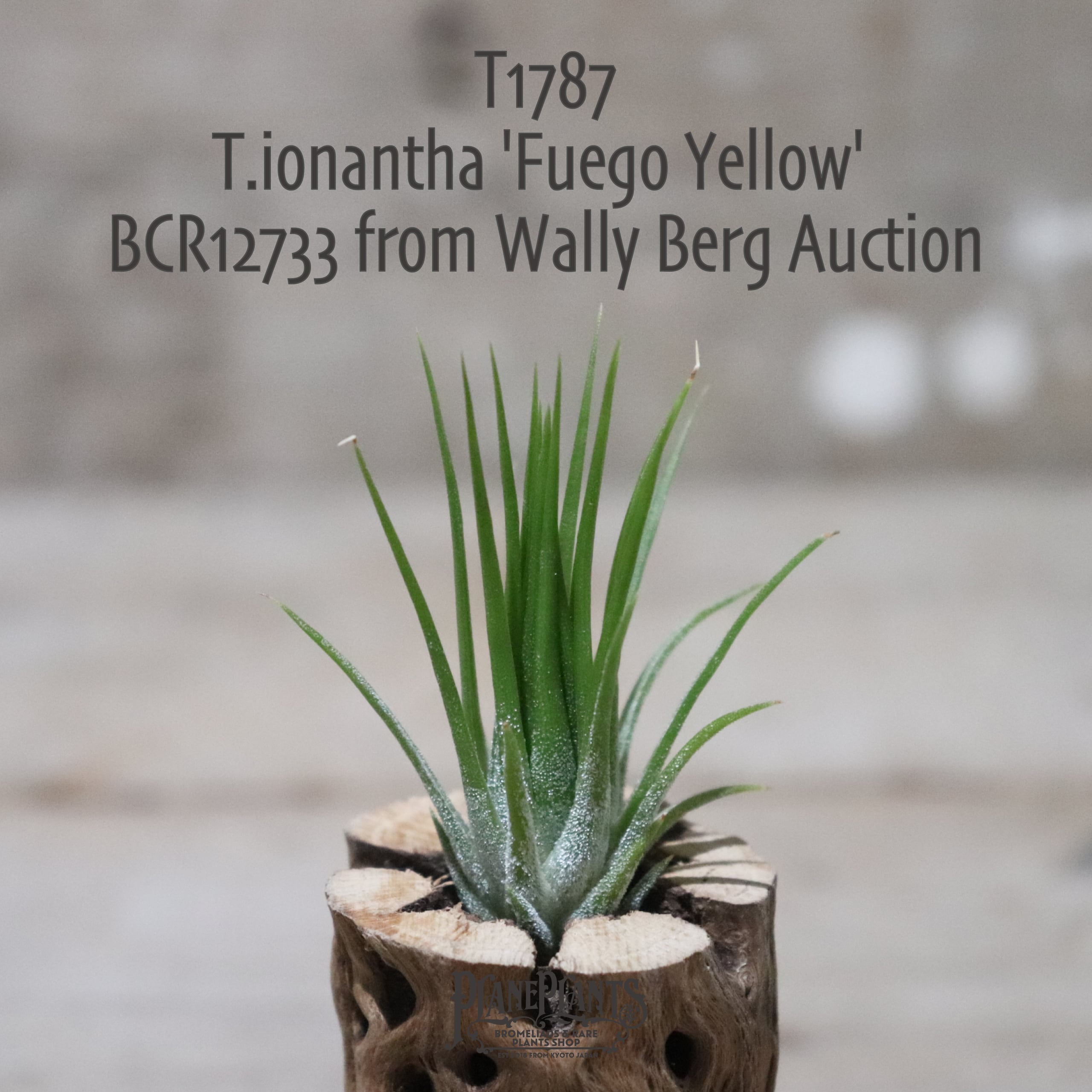 ブロメリア・エアープランツ T. ionantha fuego yellow 84a2aaf30119ac07ee664de23fed77