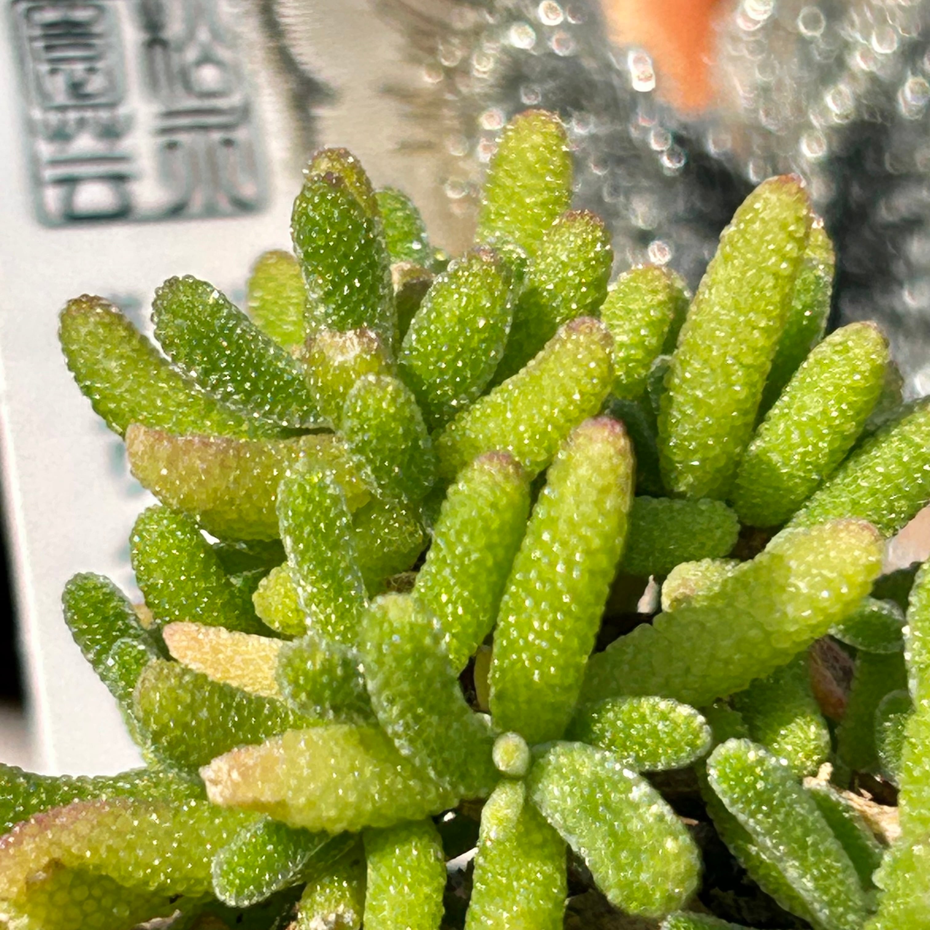 てんどん様　ご購入用　ドロサンテマム DOR-24 ドロサンテマム 5品種セット | 園芸屋 たなか