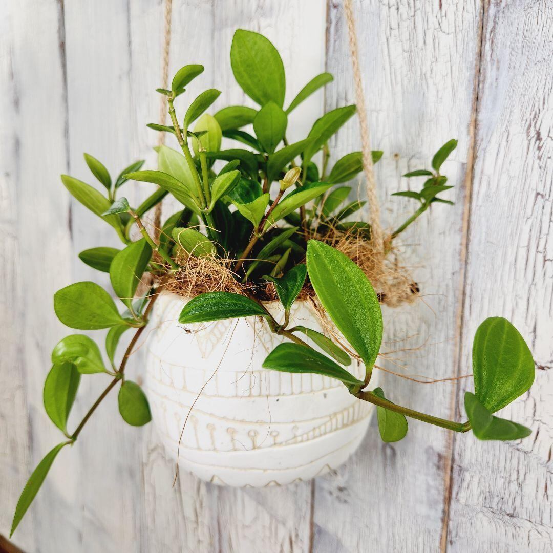 観葉植物 ペペロミア フォレスト プテオラータ | 陽華園