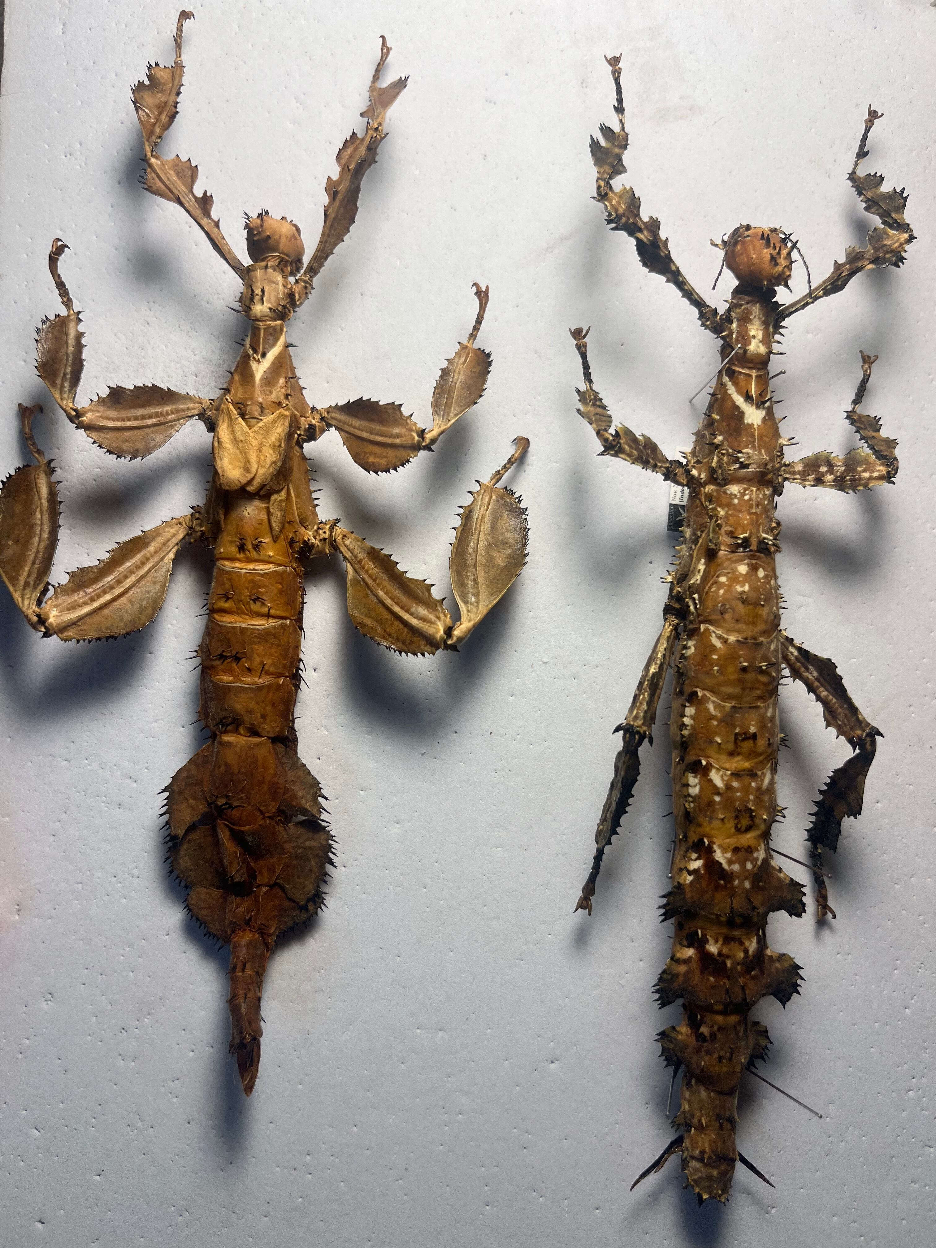 【極BIG】ユウレイヒレアシナナフシの昆虫標本 popaコノハムシカマキリ 極BIG】ユウレイヒレアシナナフシの昆虫標本 Extatosoma popa