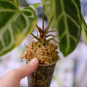 アンスリウム クリスタリナム × マグニフィカム⑥ / Anthurium