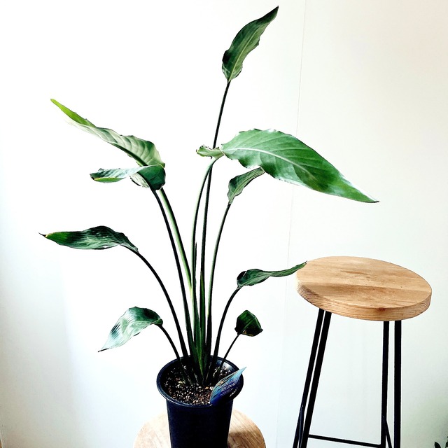 ベゴニア ホワイトアイス 個性的ドット 観葉植物 calm cafe