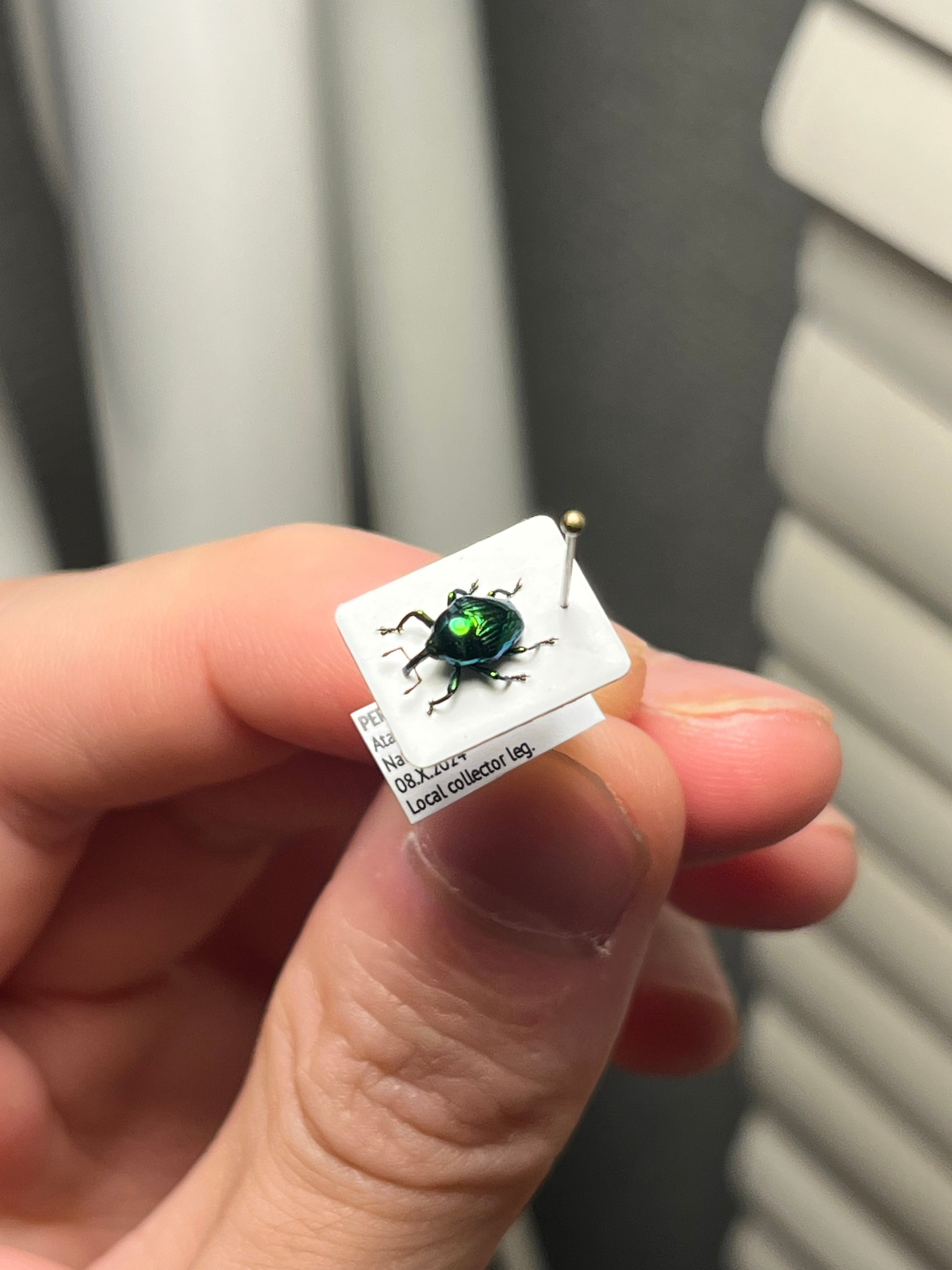 7mm】緑ホウセキヒメカタゾウムシ 目玉！超美麗種 Eurhinus sp. 大粒