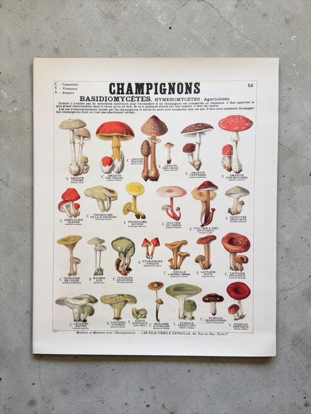 DEY ROLLE 教育用図盤  "Mushrooms " / W500mm×H600mm