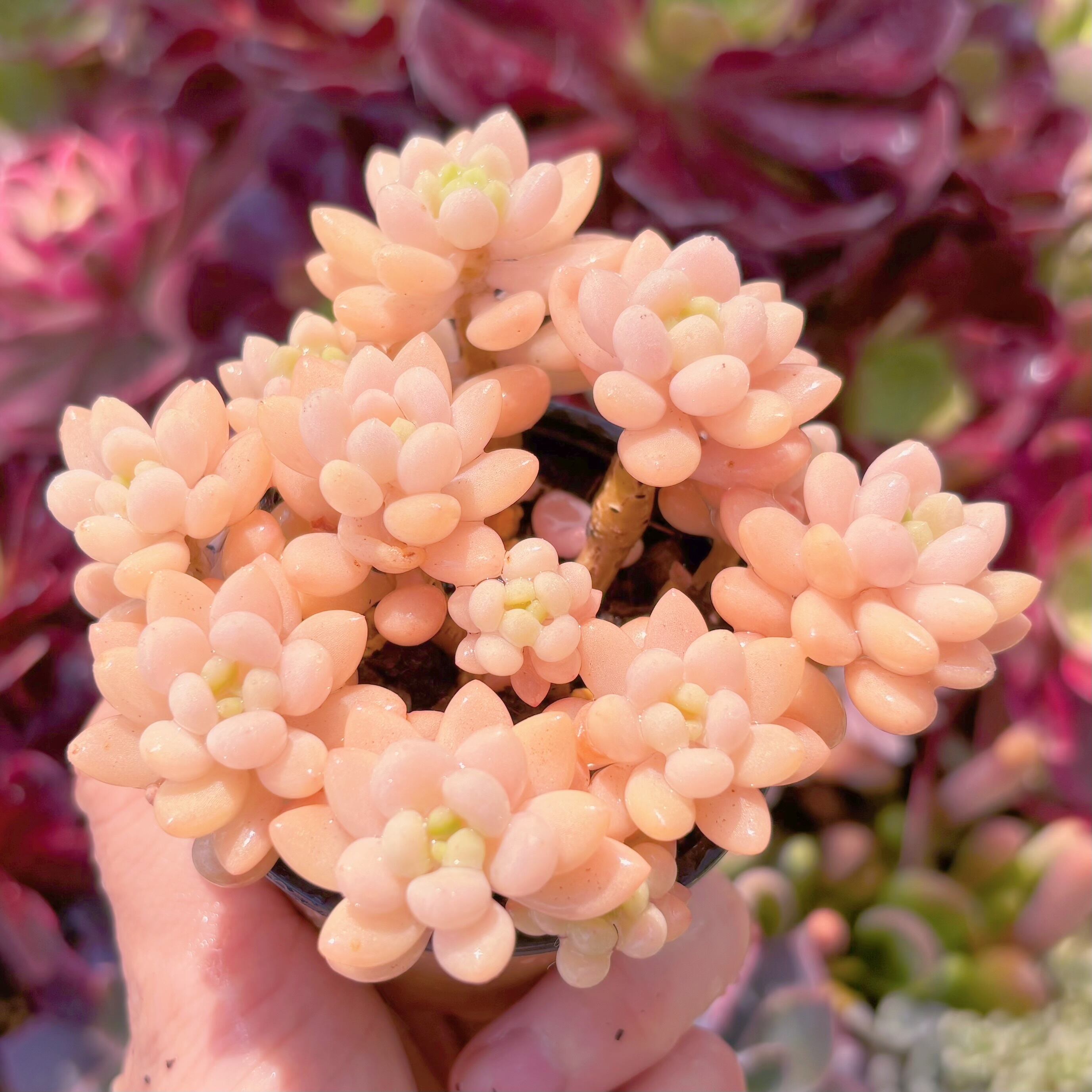 現品　パールミルク#B58　群生　るる農園