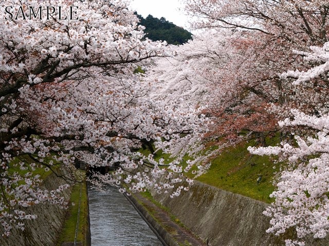 琵琶湖疎水　桜　JPEG　