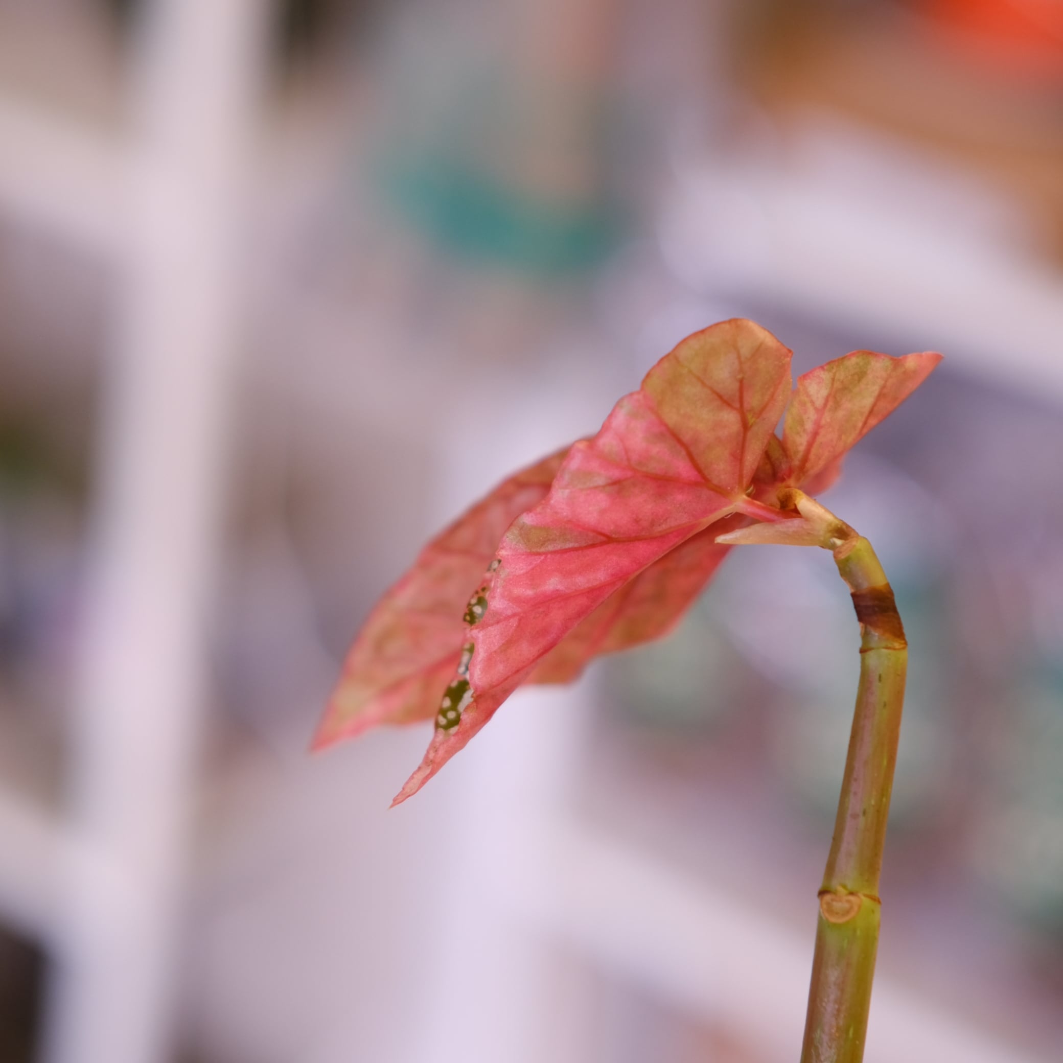 Begonia  Capped Variegata②｜ベゴニア Begonia Snow Capped Variegata⑤｜ベゴニア スノーキャップド 斑入り