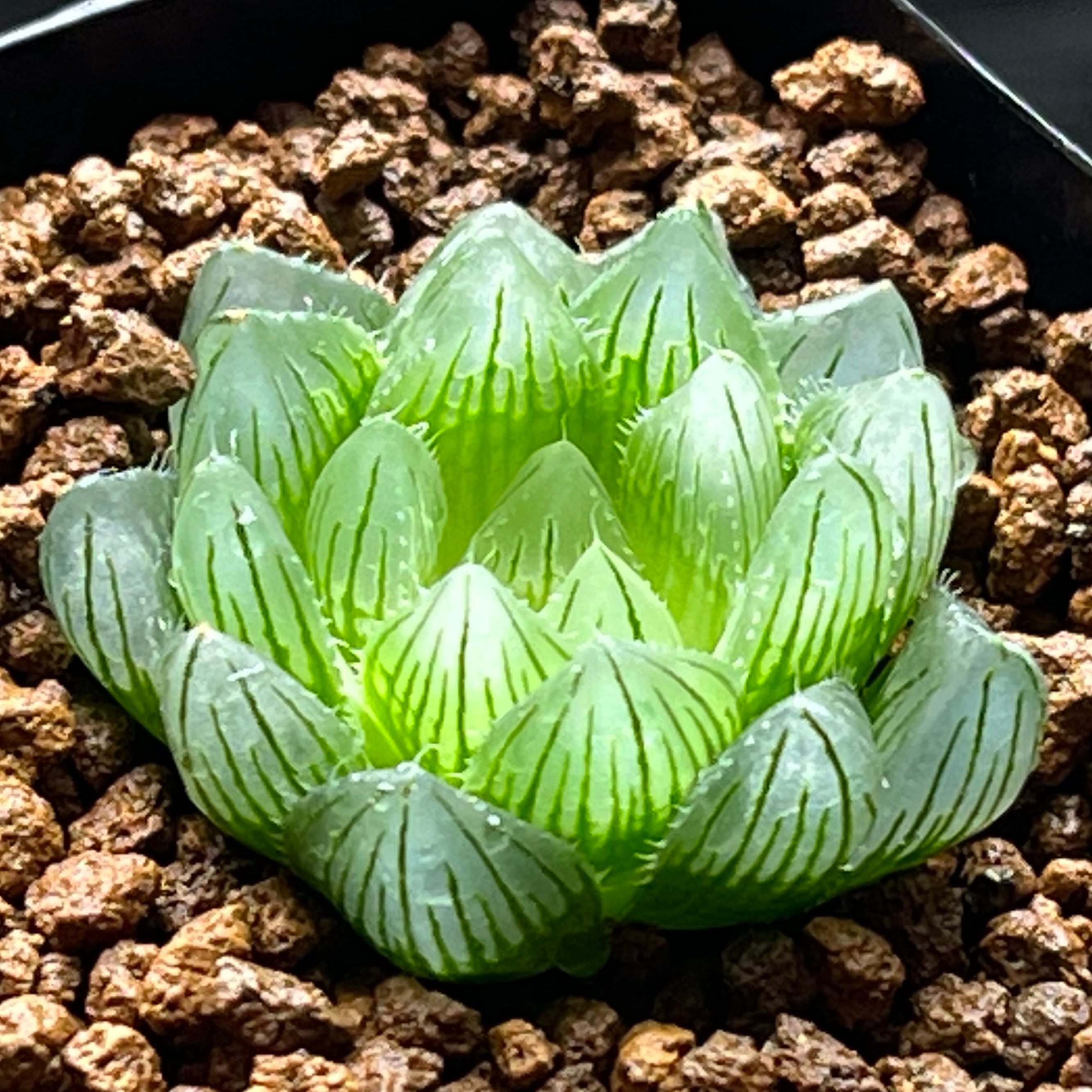 mocono_plants