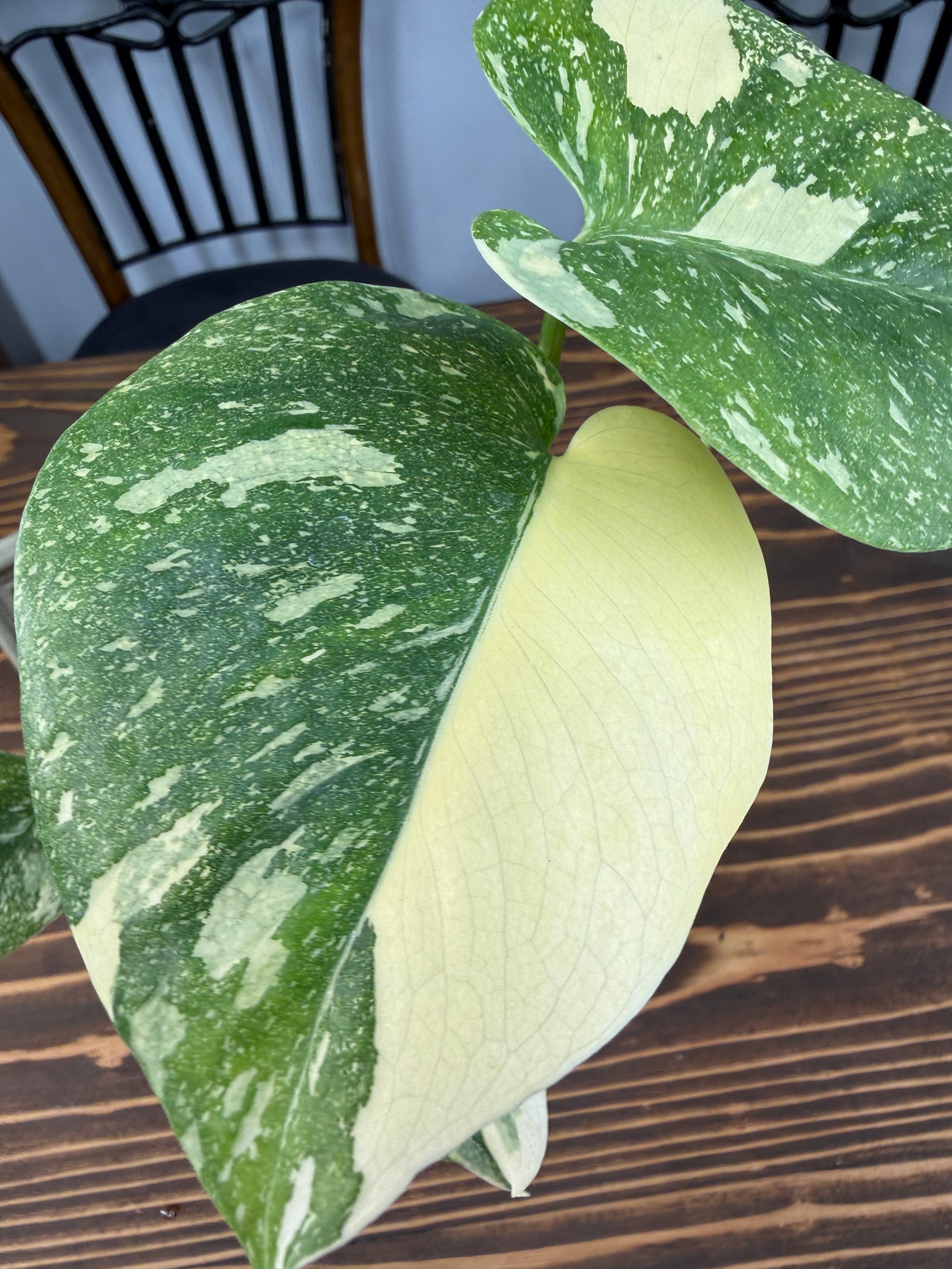 ☆1989【極みの斑】モンステラ デリシオーサ タイコンステレーション