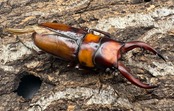 《トカラノコギリクワガタ ホワイトアイ ♀単+おまけB品♂》
