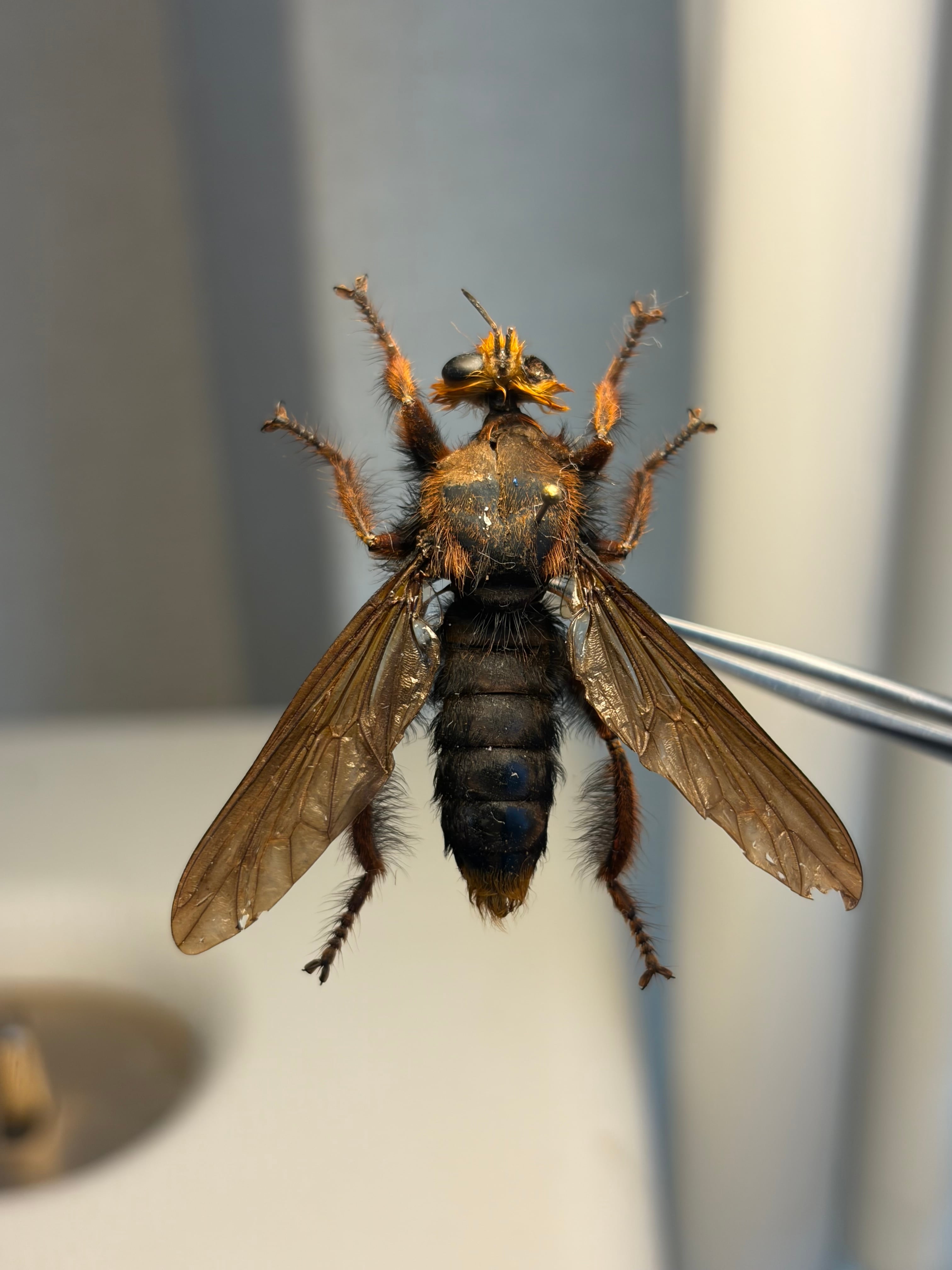ムシヒキアブの一種 ハエ ベルゼバブ キエリアブラゼミ 蝉セミハエハチ