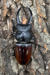 《アローコクワ亜種リエン 74mm ♂♀♀トリオ》