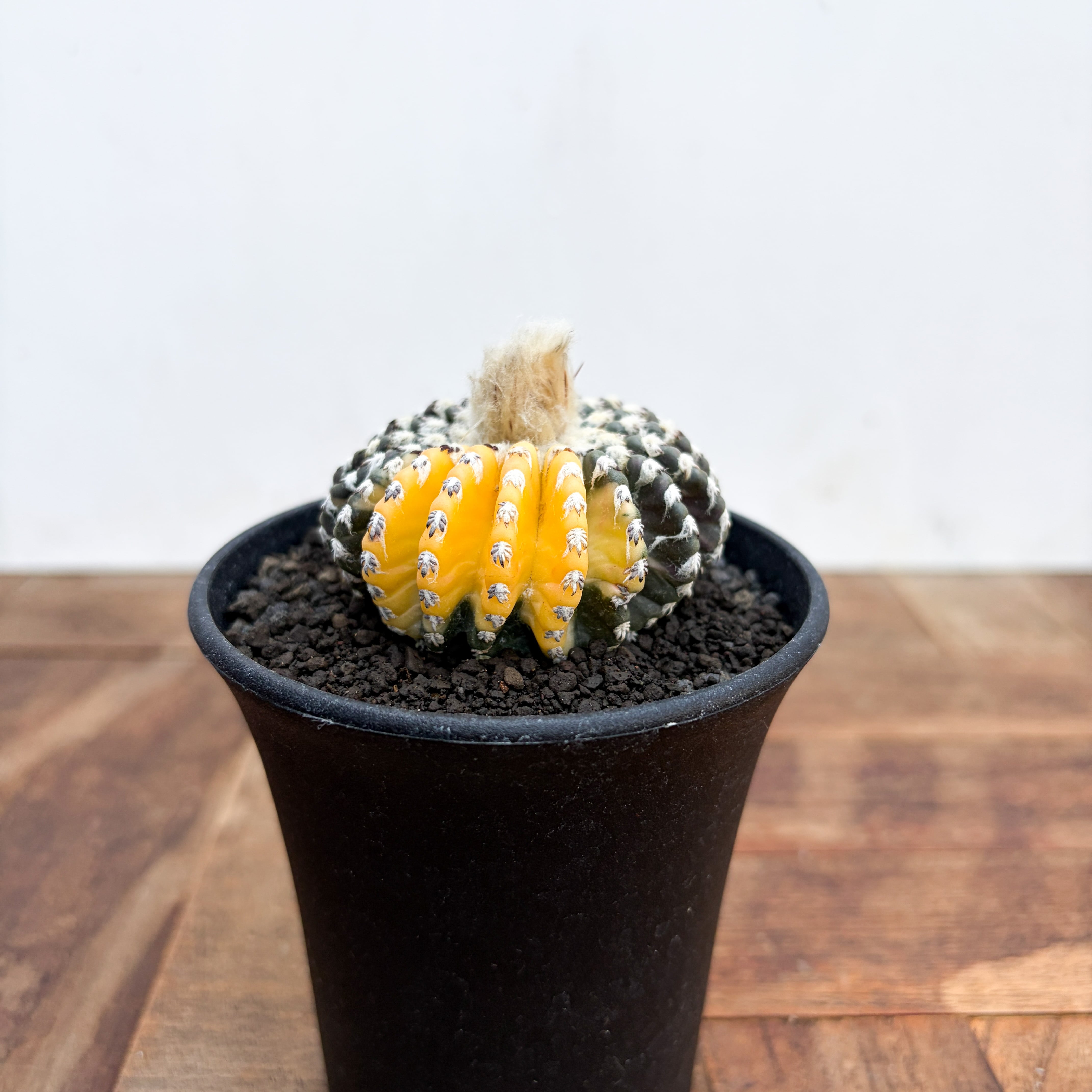 SABOTEN | RIMO'S GREEN 【Saboten & Succulent】