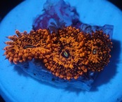 Zoanthus ToxicRed FromJakarta 8