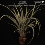 【送料無料】sphaerocephala × caput-medusae〔エアプランツ〕現品発送T3836