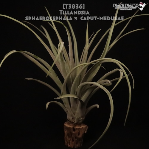 【送料無料】sphaerocephala × caput-medusae〔エアプランツ〕現品発送T3836