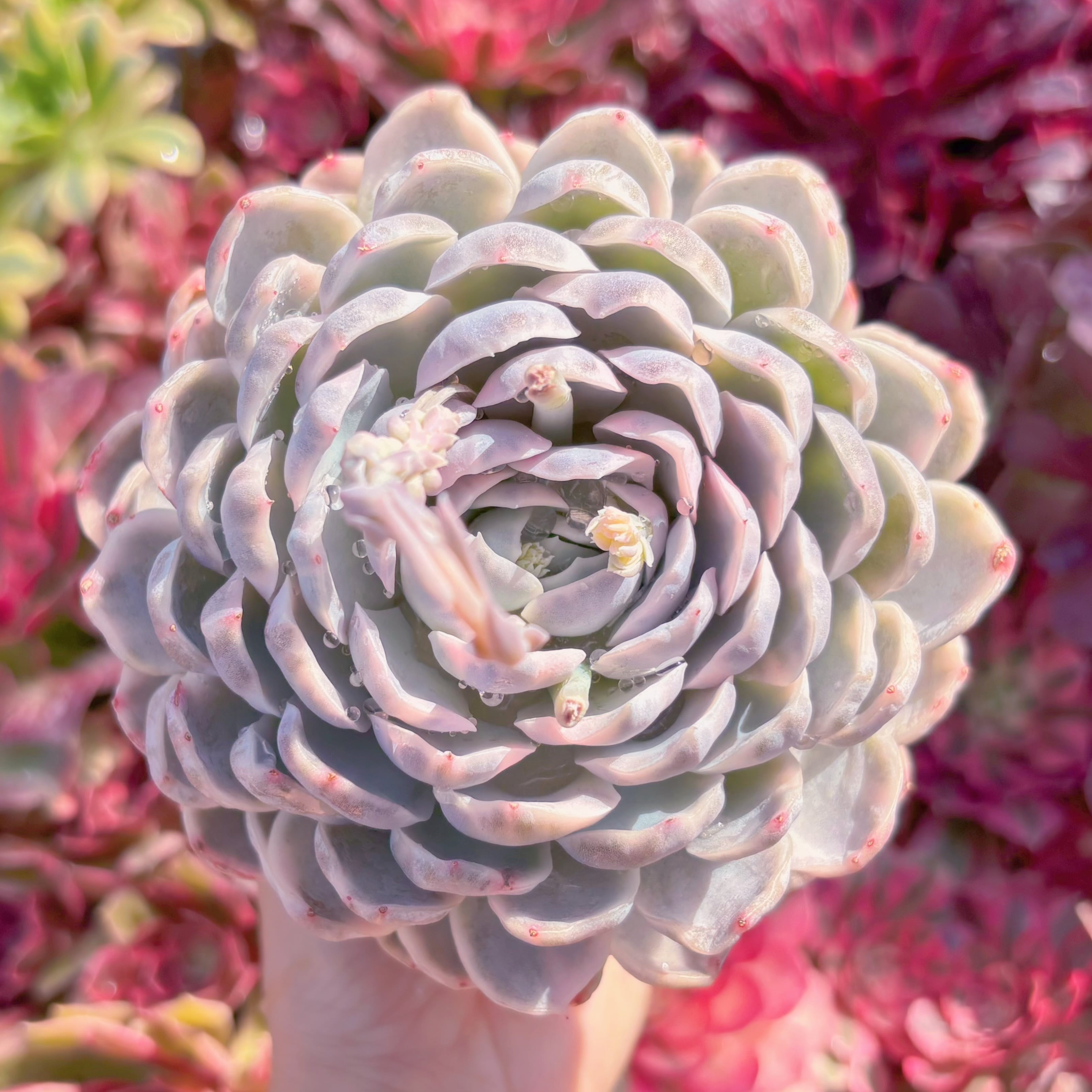 現品　スノーボール錦#A039　大苗　古株　るる農園