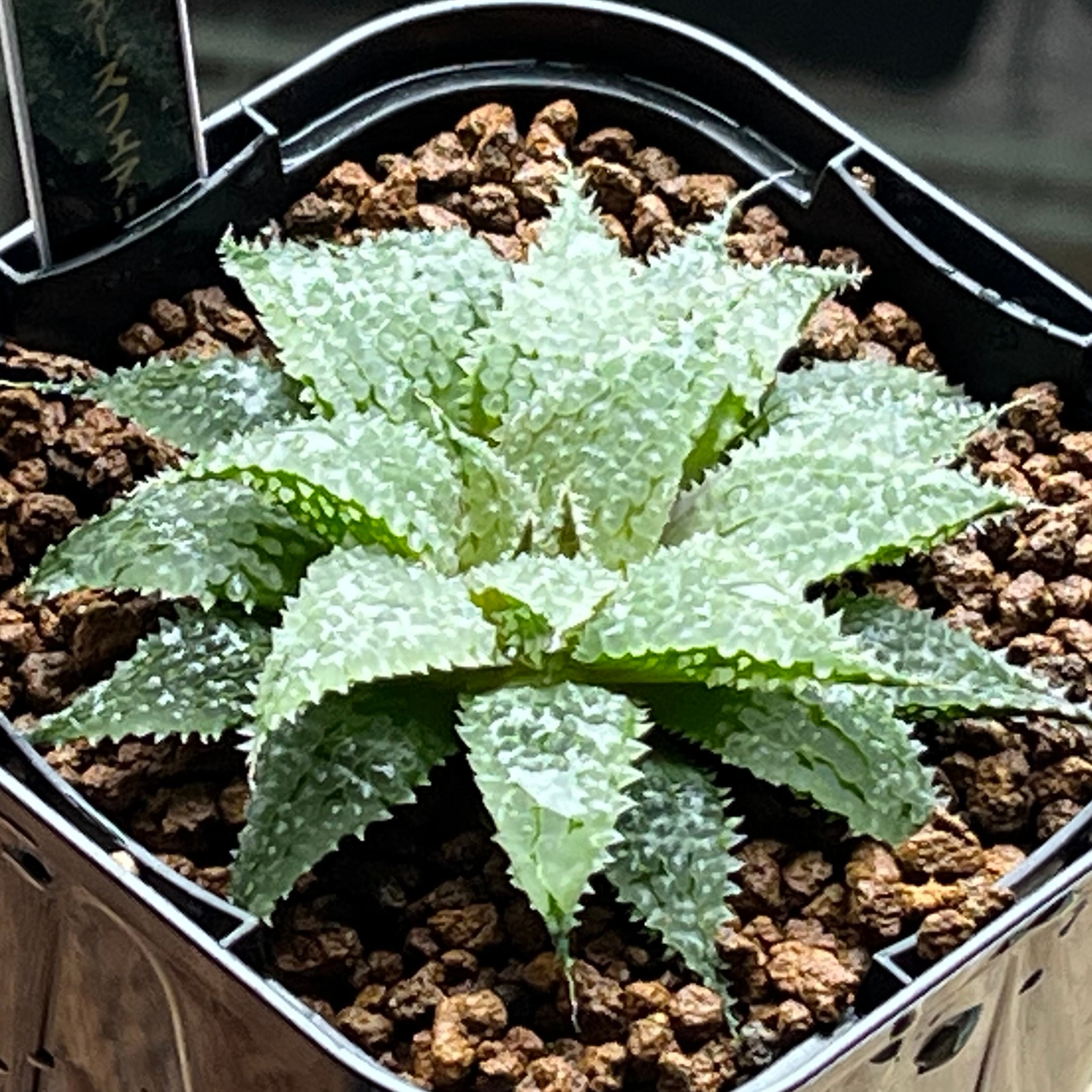 mocono_plants