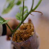 Monstera adansonii Mottled / モンステラ アダンソニー ミント⑧ / 観葉植物<育て方・花言葉>