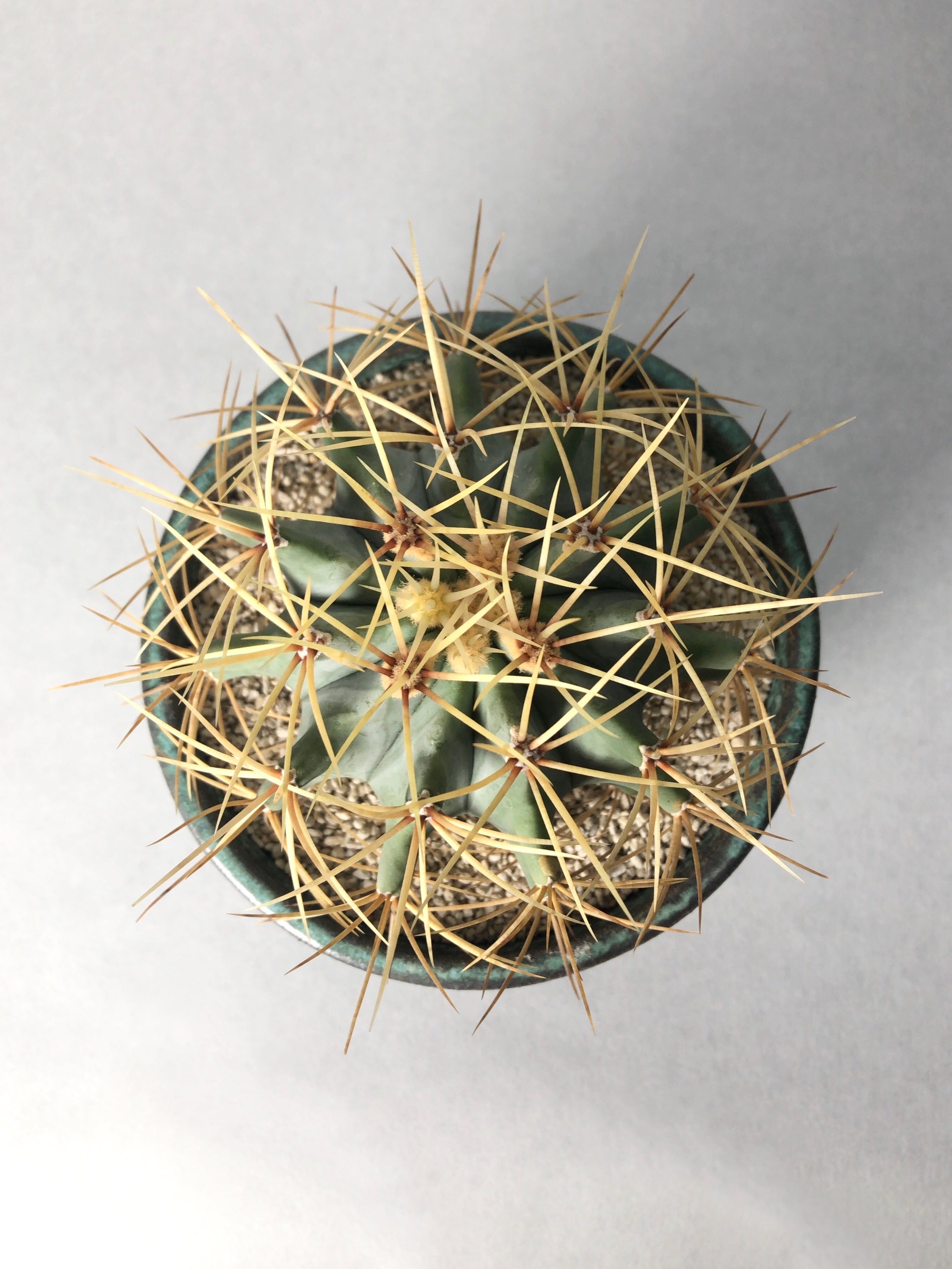 フェロカクタス・王冠竜A | trigger