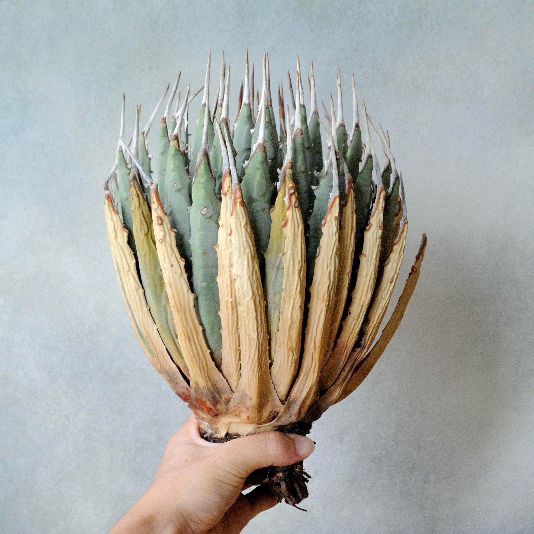 【斑入り】アガベ　ユタエンシス　エボリスピナ アガベ ユタエンシス エボリスピナ No.8 | Agave Rocon