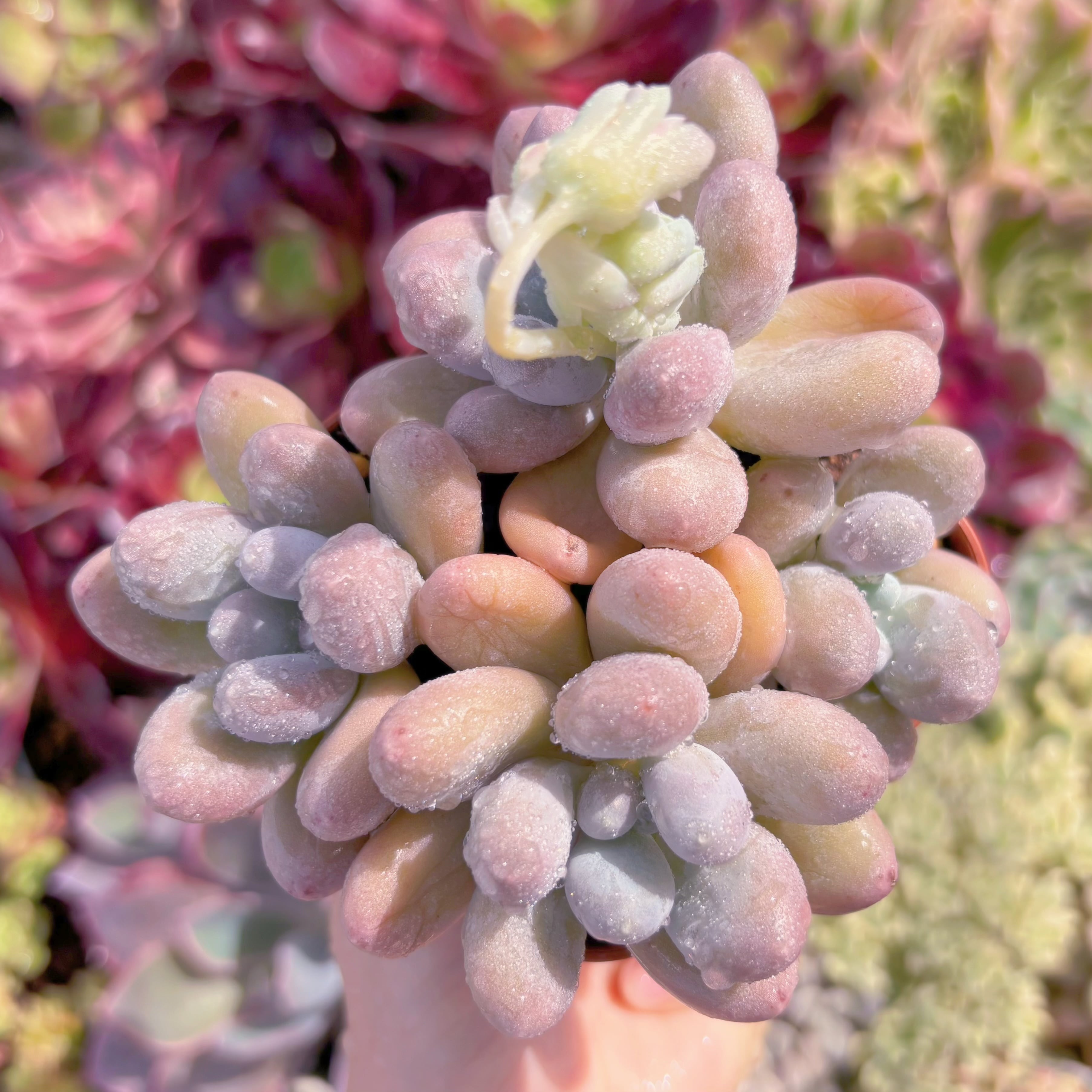 現品　湯園チーズ#A13　新入荷　るる農園