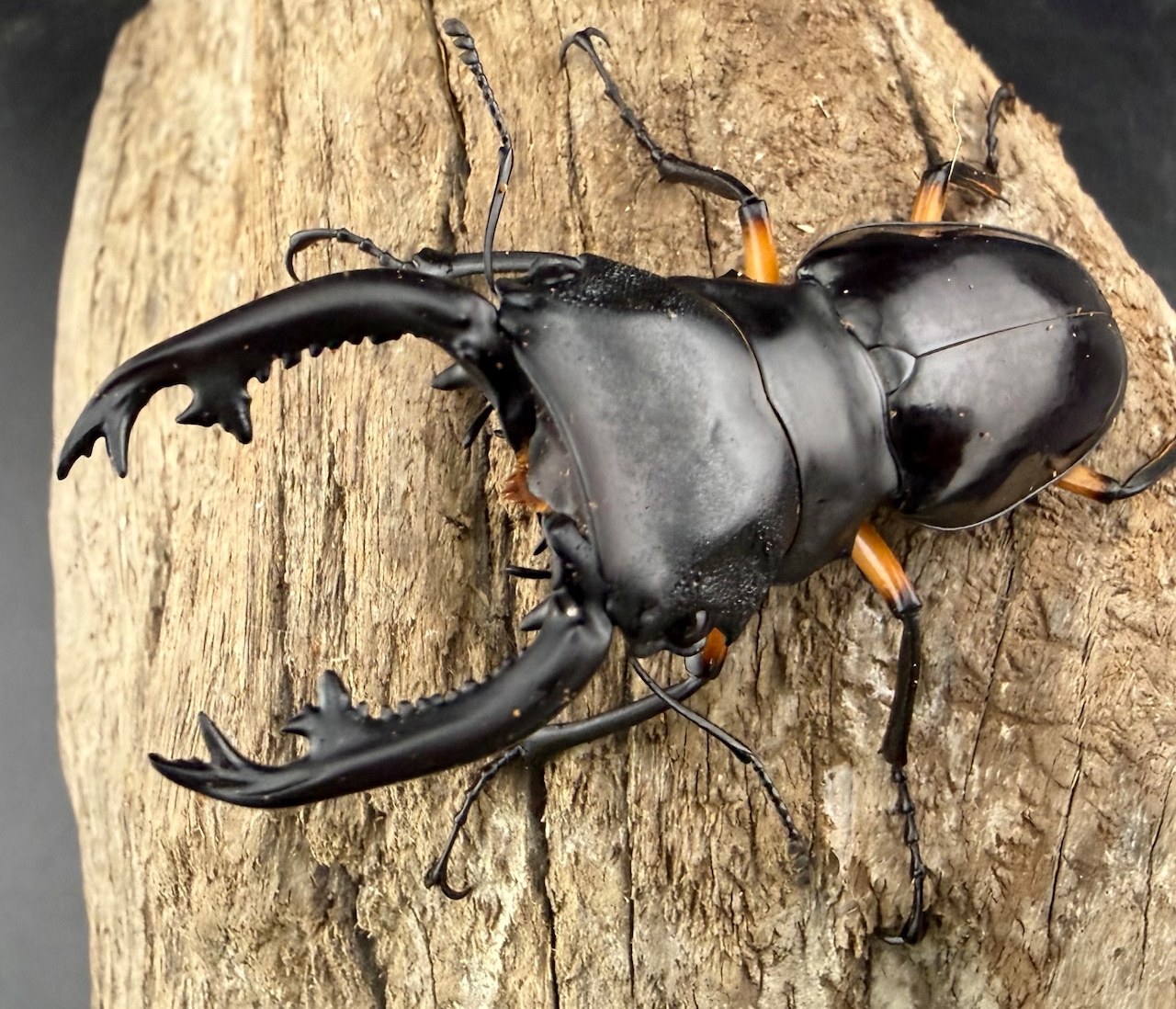 WD】《インペリアリスツヤ亜種komorii トゥルスマリア産 66.5mm ペア》