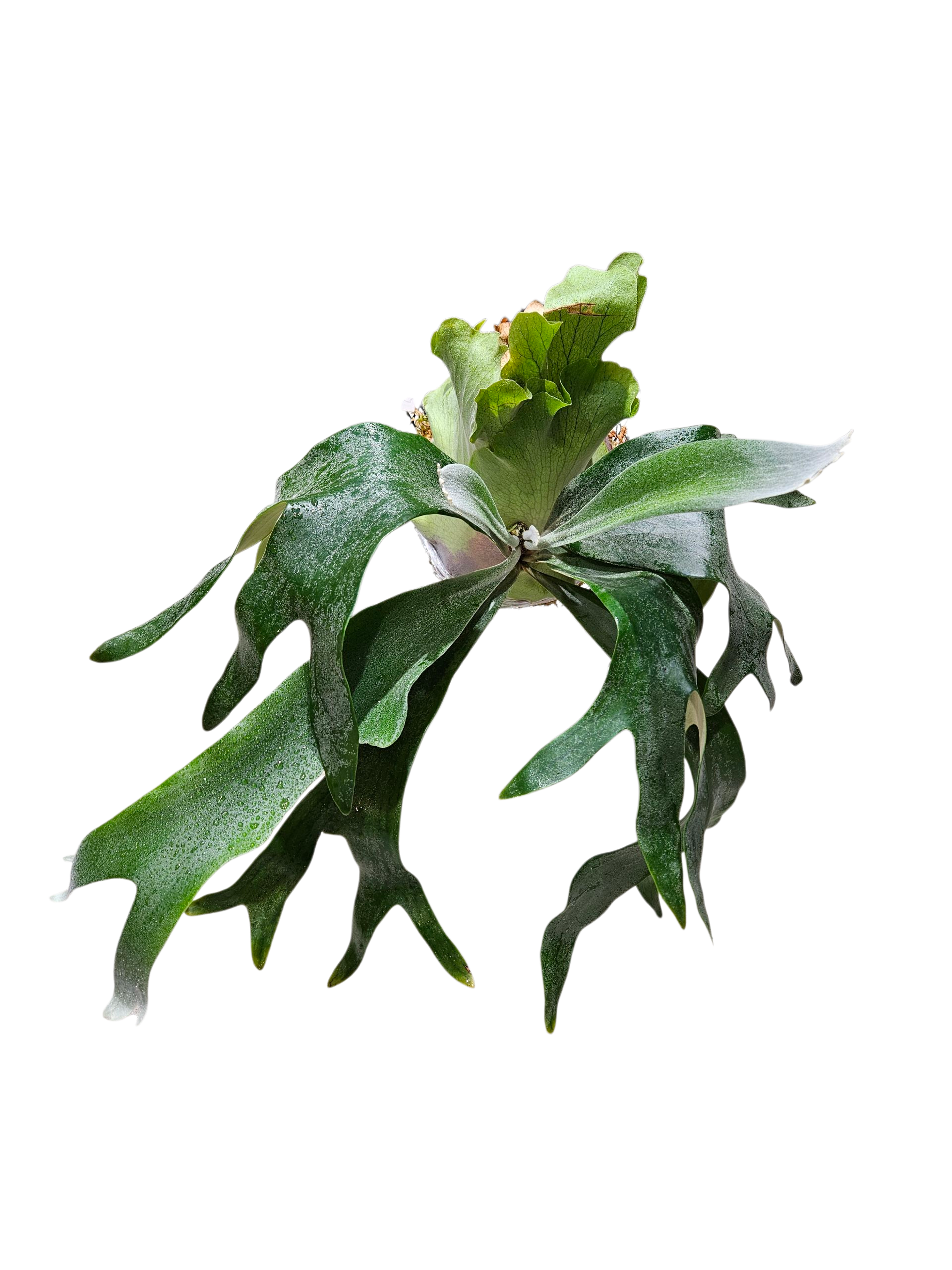 P.Unicorn×P. willinckii Watchara spore P. Watchara × ビカクシダ