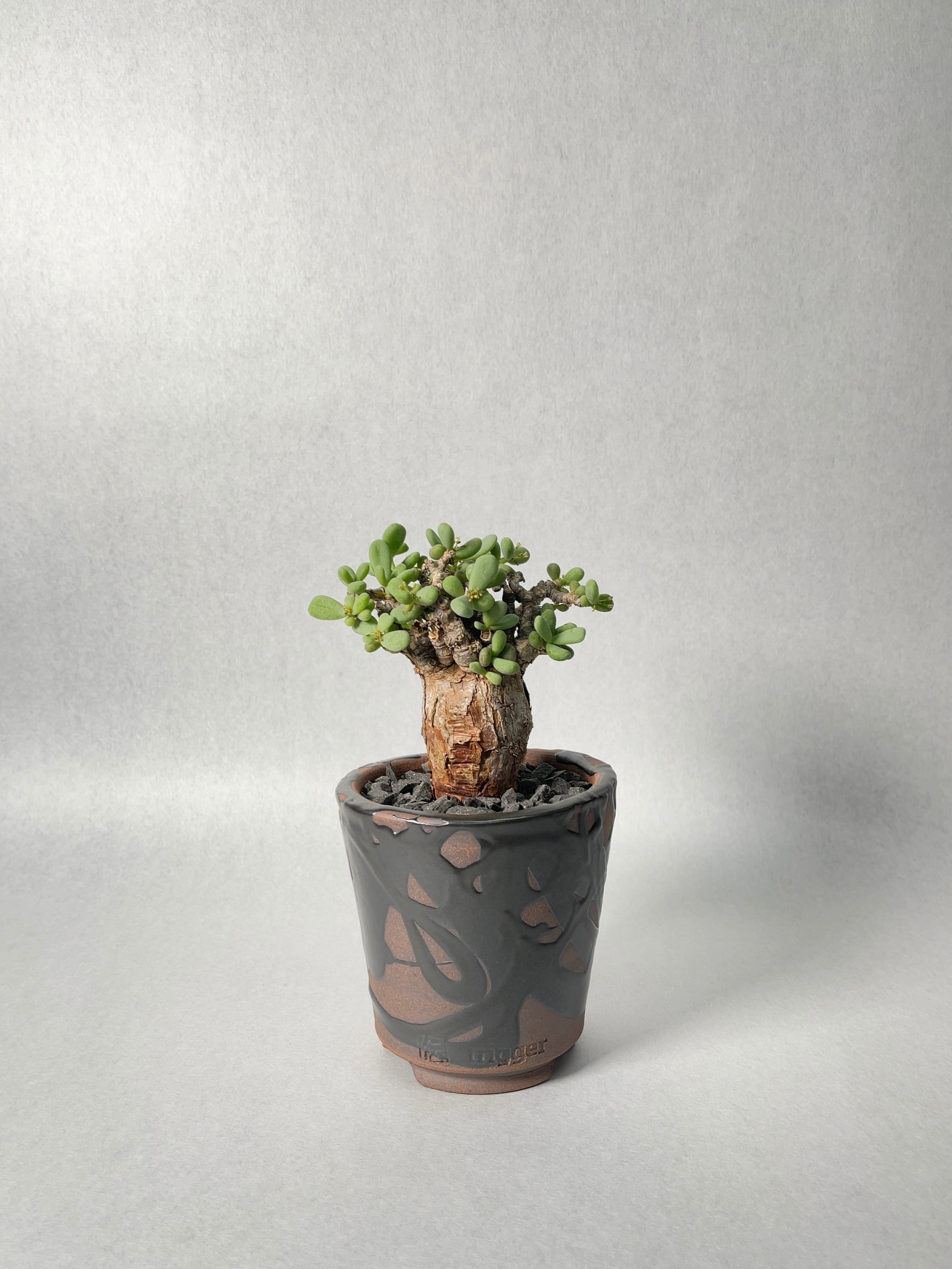 ケラリア・ピグマエア | trigger