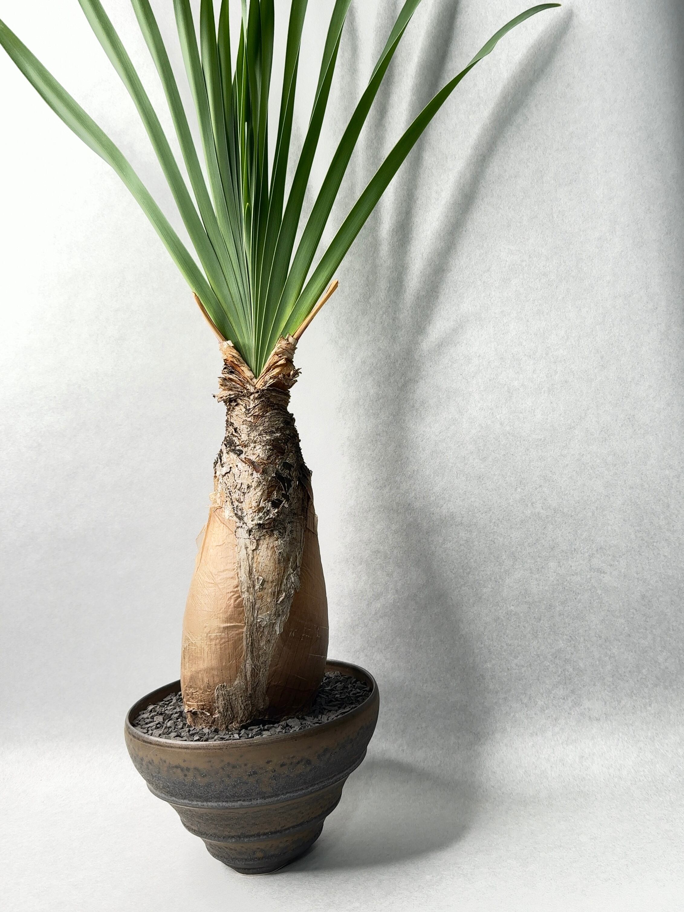 ブーファン・ディスティチャ | trigger