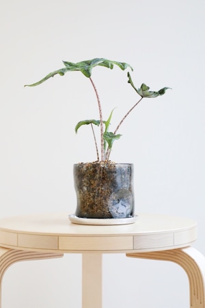 【S】アロカシア ジャックリン/Alocasia jacklyn