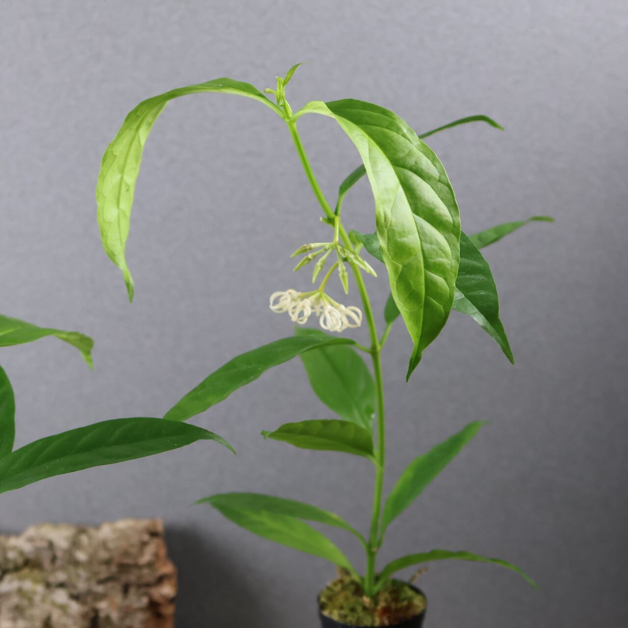 600『ホヤ デシプラエ』花苗【送料無料】 | MARX PLANTS | 観葉植物