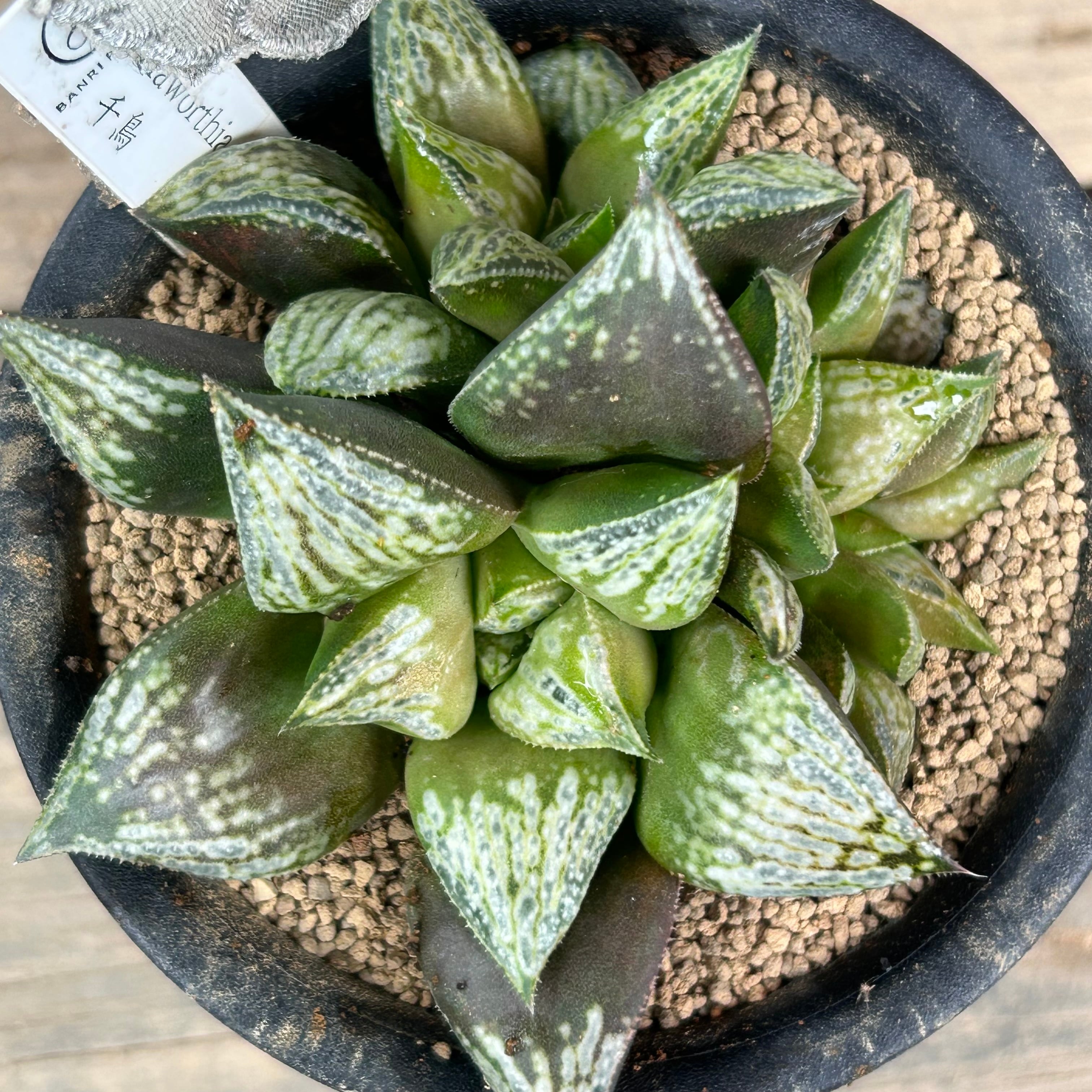 T)千鳥 ハオルチア | RuPo 多肉植物専門店