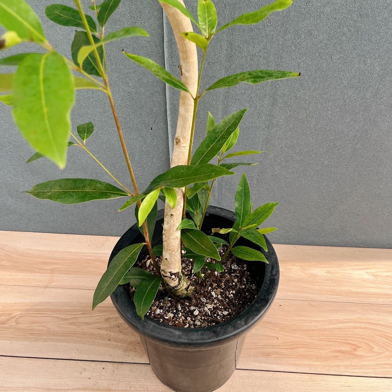 現品］【珍しい】8番 アマゾンオリーブ 8号 観葉植物 大型 室内 レア