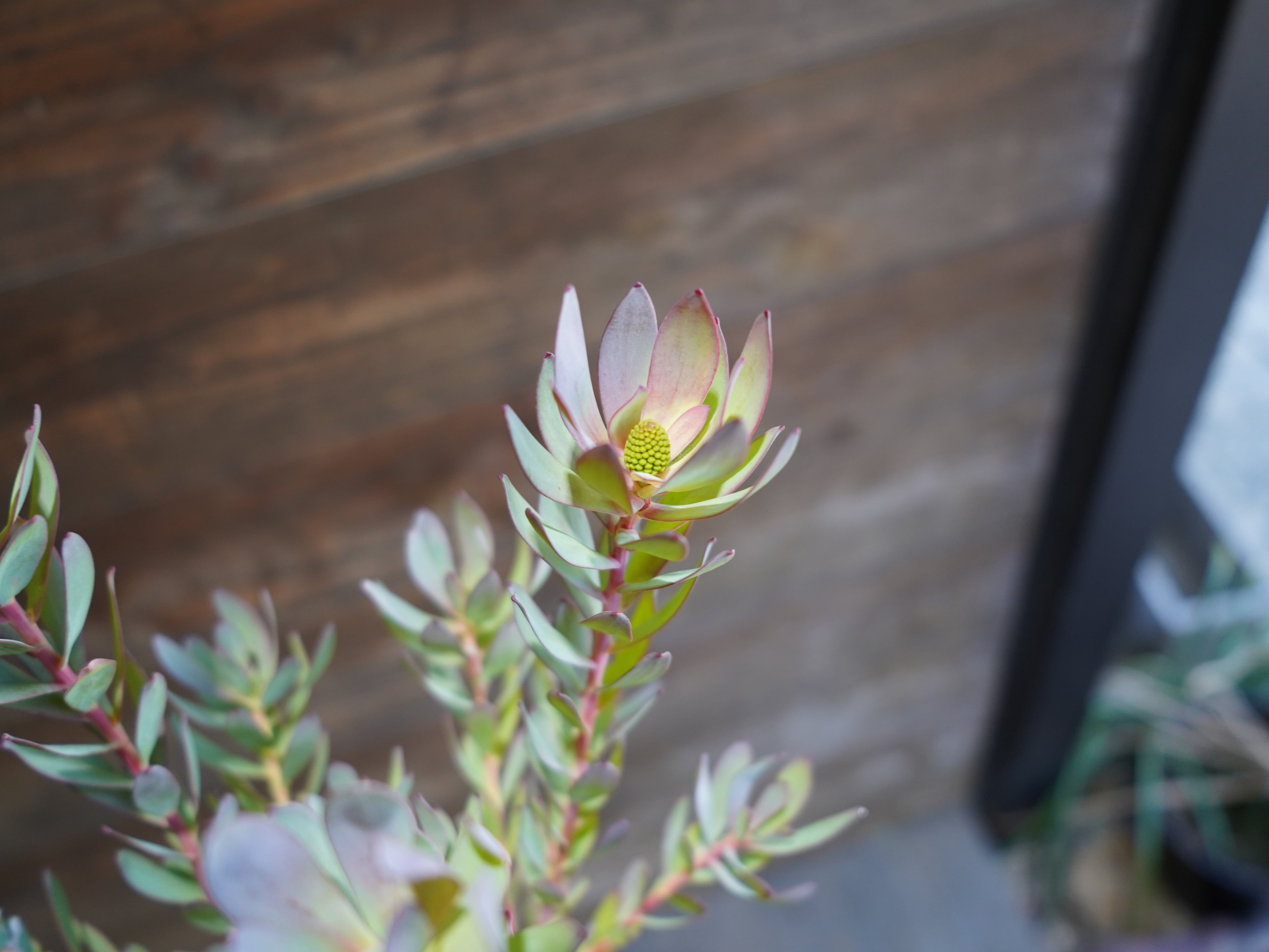 【現物】リューカデンドロン　”Summer　Frame”　