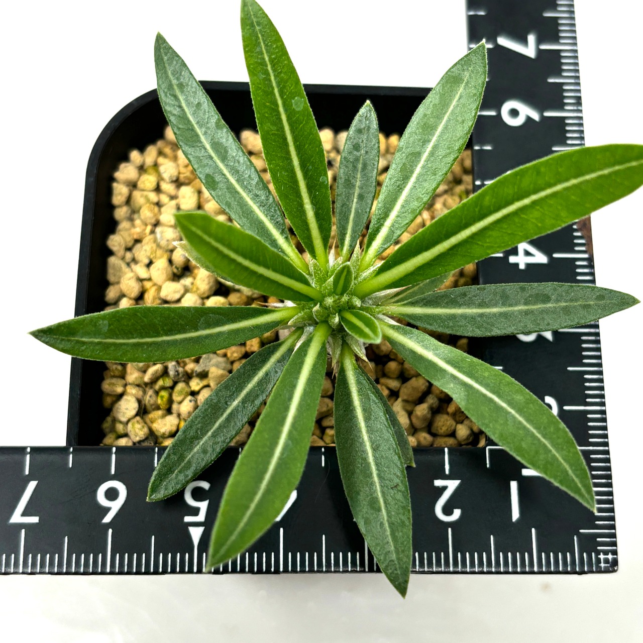 パキポディウム　恵比寿大黒×タッキー【002】