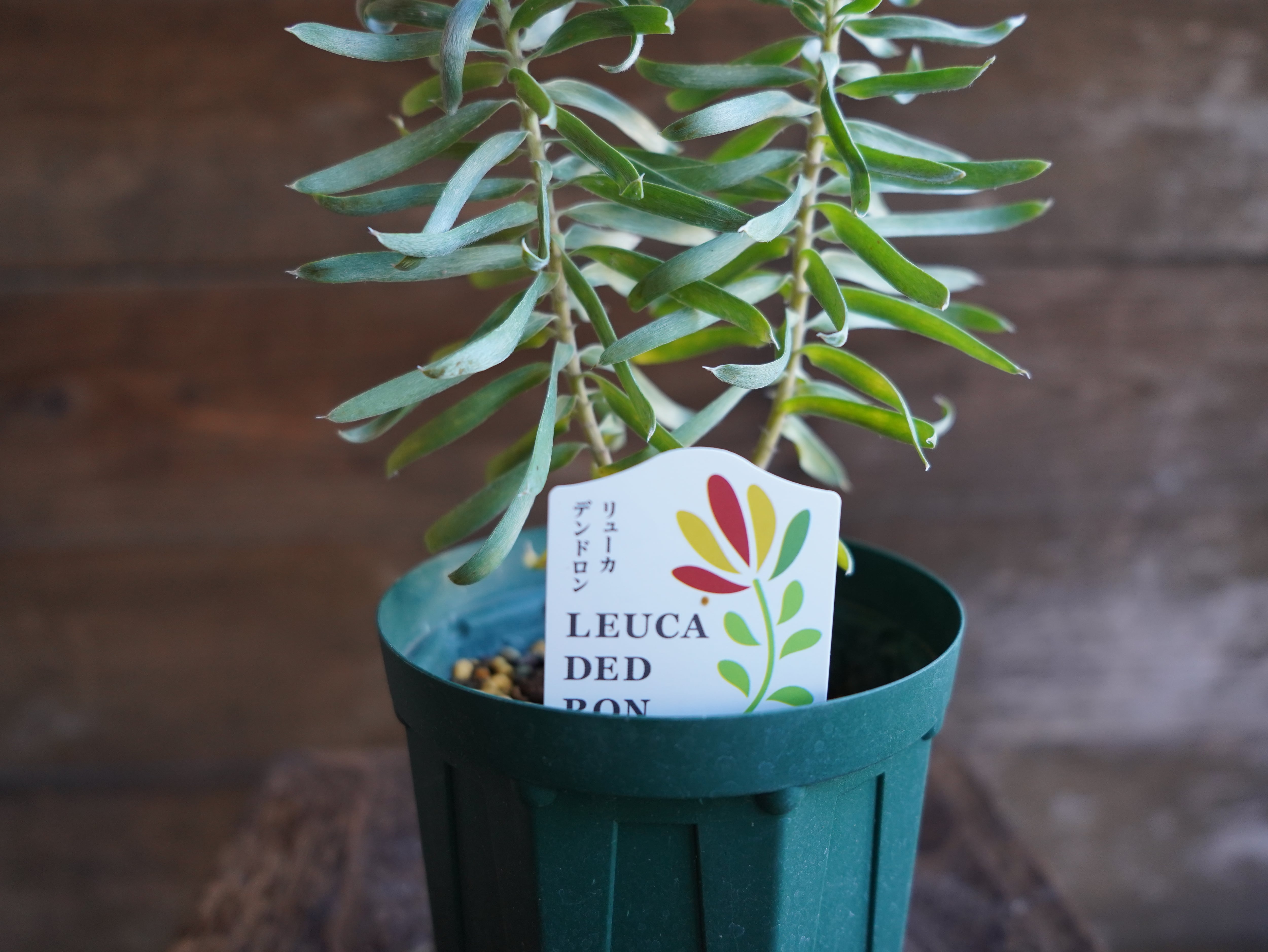 リューカデンドロン　”Gypsy Silver”