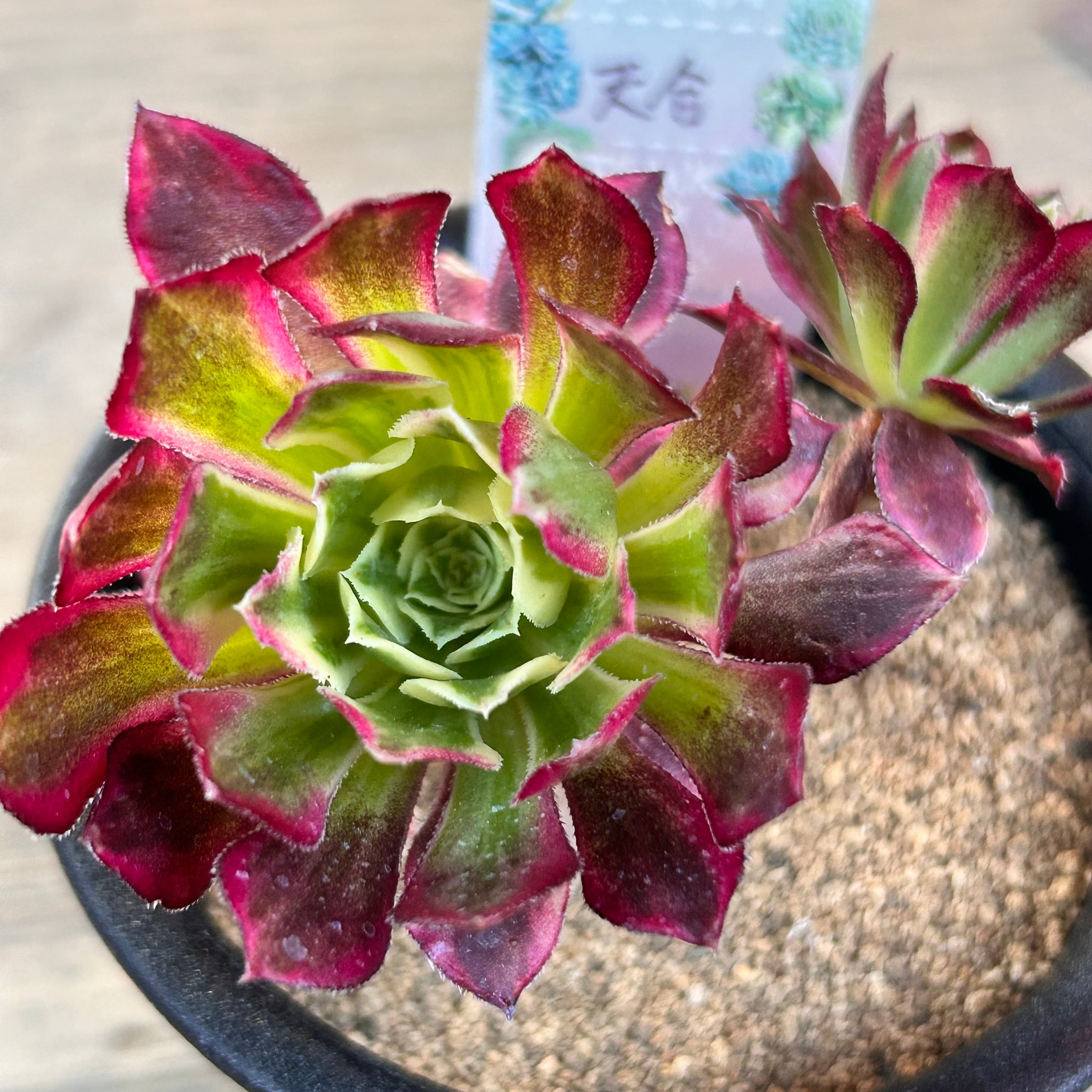 アエオニウム 10品種♡抜き苗セット⑥ アエオニウム 10品種♡抜き苗セット⑥ アエオニウム 10品種♡抜き苗