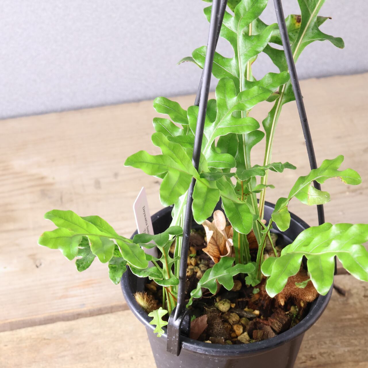 404 小さな森をつくる、かわいい着生シダ『ドリナリア ボニー ドワーフ