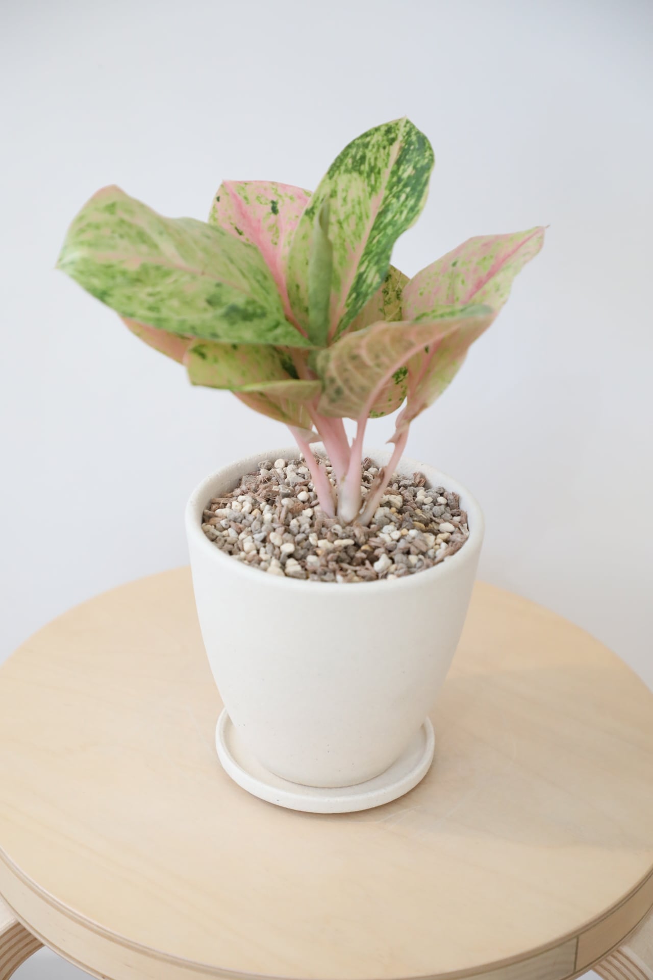 アグラオネマ ピンクイメリタス　① M】アグラオネマ ピンクイメリタス/Aglaonema | 【厳選植物・器
