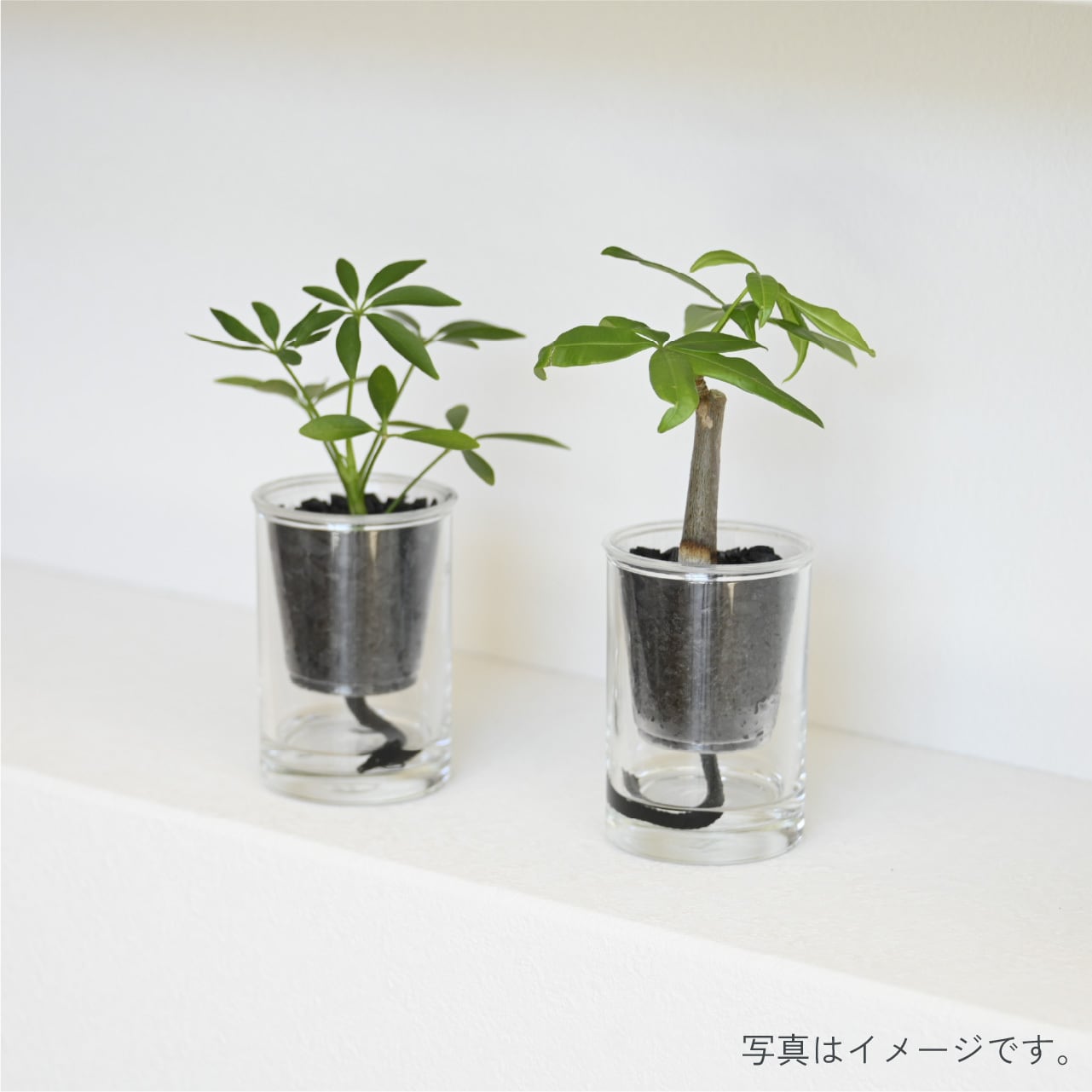 ギフト：炭の樹【3鉢セット】 | sumino